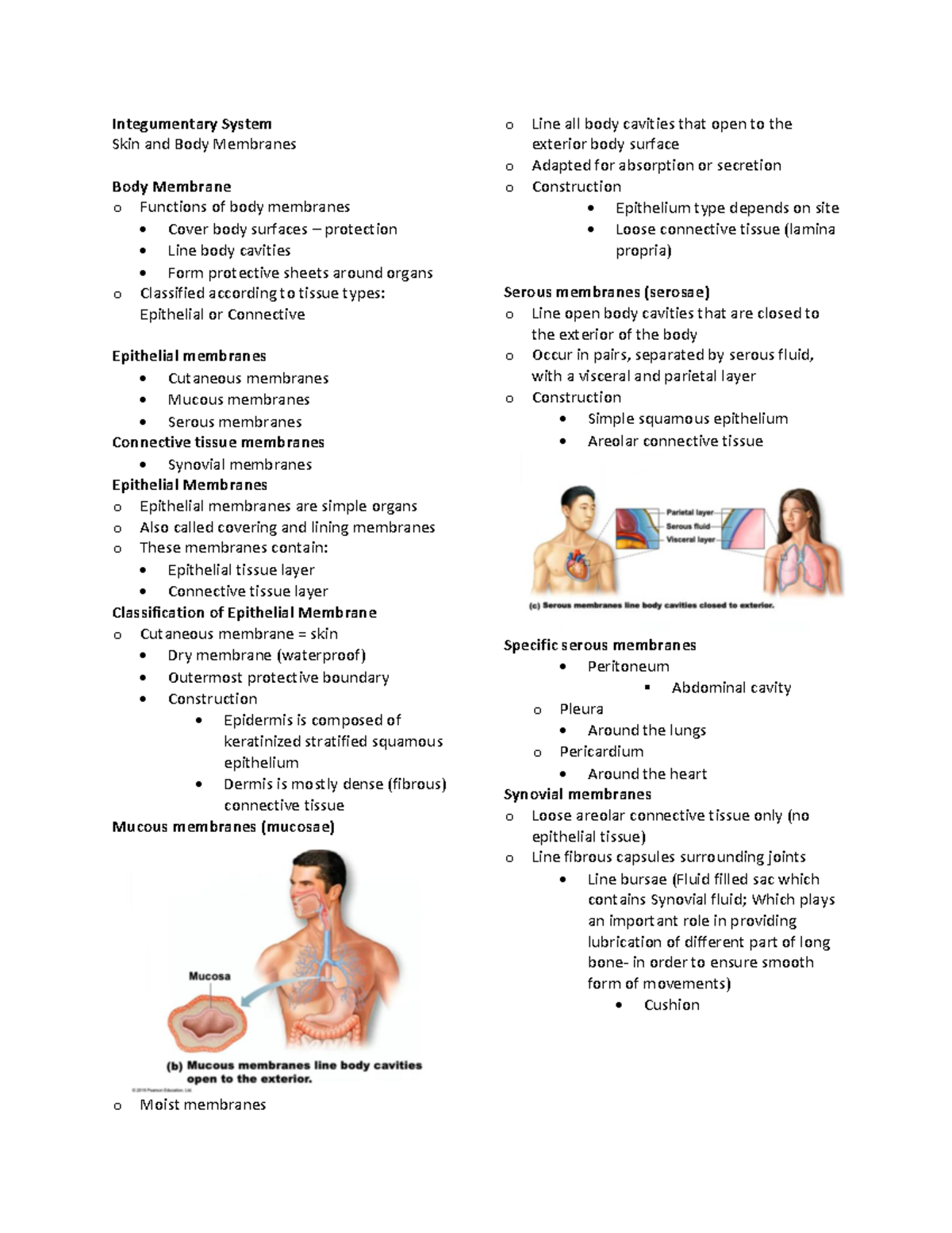 Integumentary System - Eccrine glands 2. Apocrine glands Eccrine glands ...