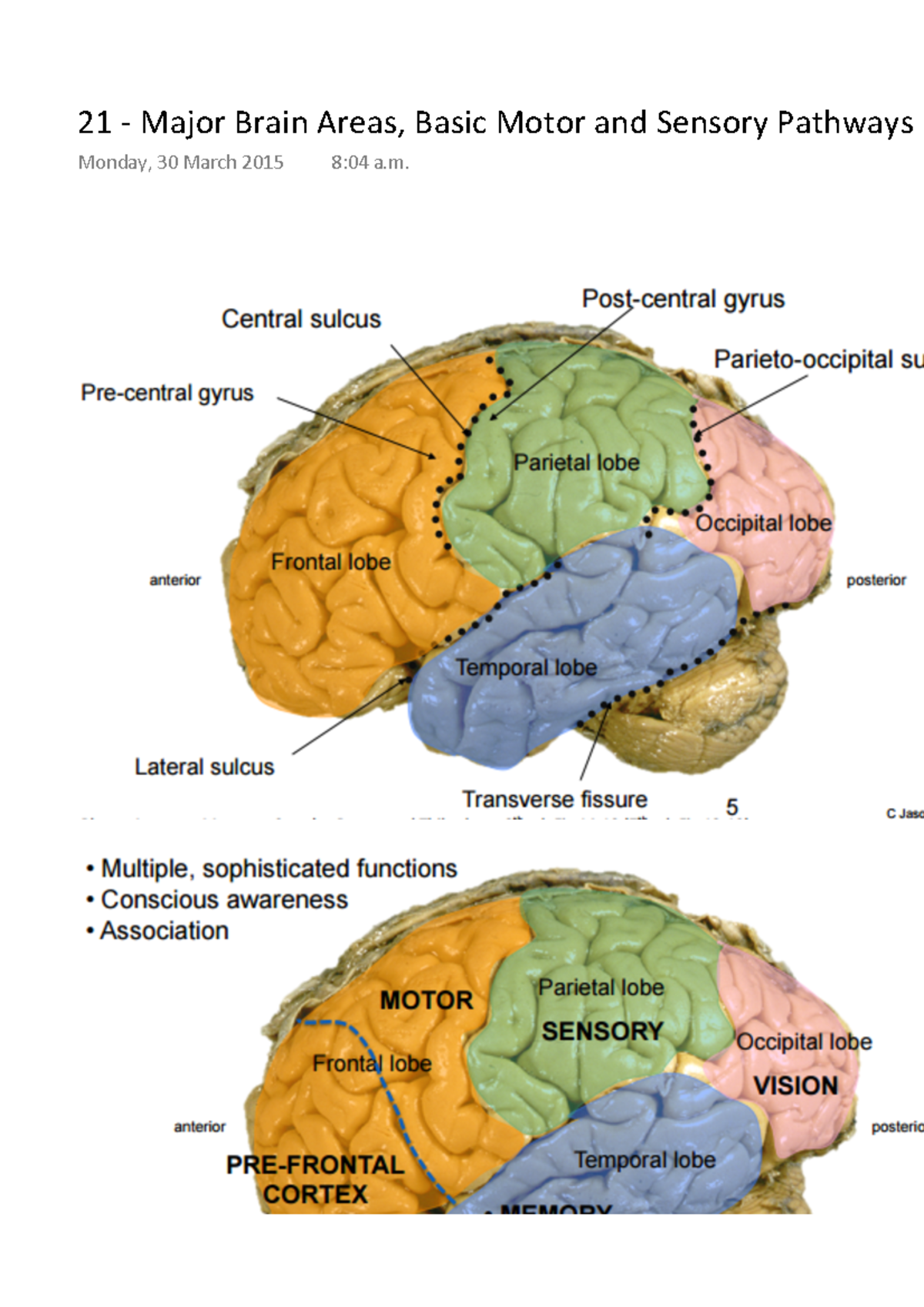 21 - Major Brain Areas, Basic Motor and Sensory Pathways - ays tex ...