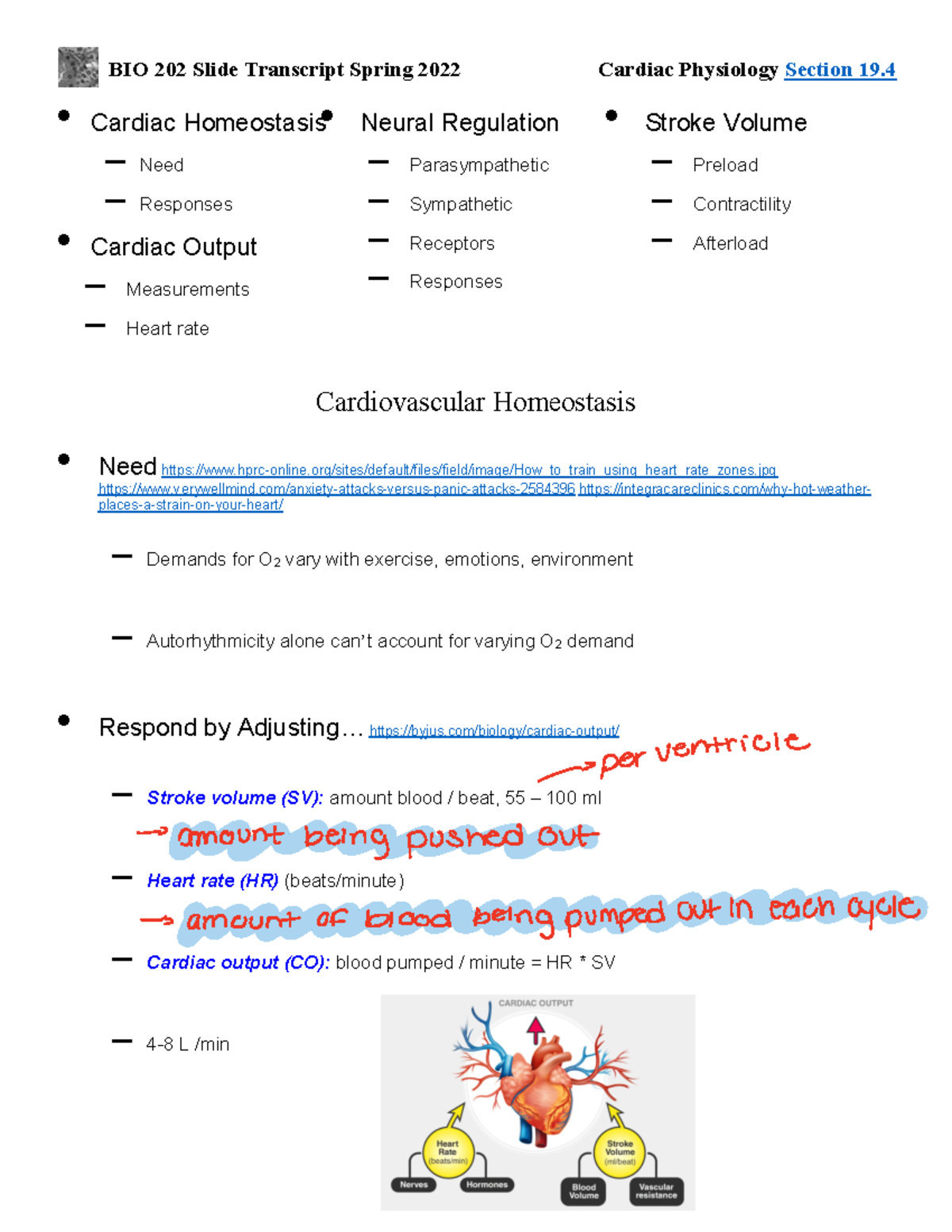 Cardiac Homeostasis And Regulation: BIO 202 Slide Transcript - Studocu