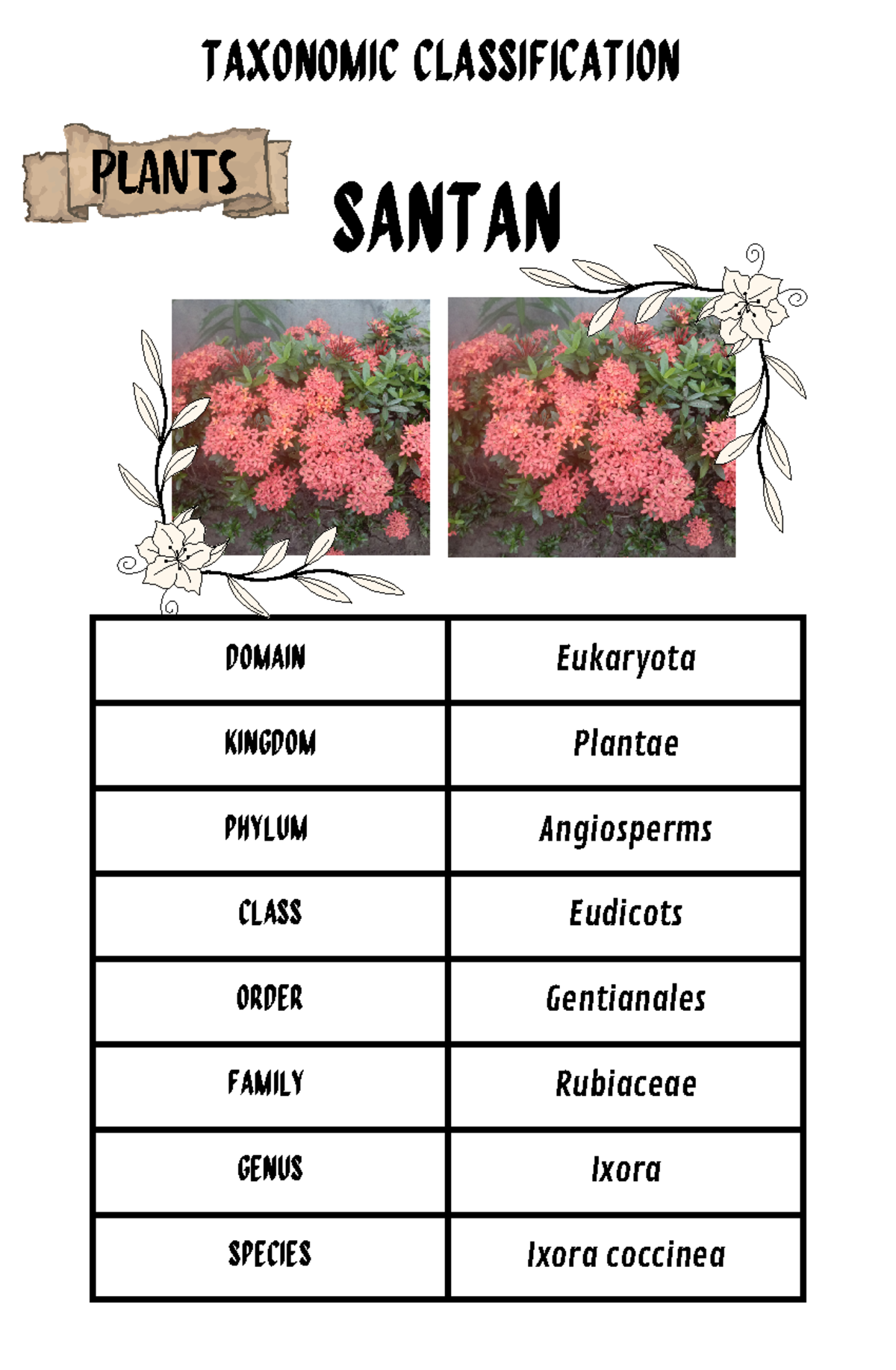Taxonomic Classification 20240510 104706 0000 - DOMAIN Eukaryota ...