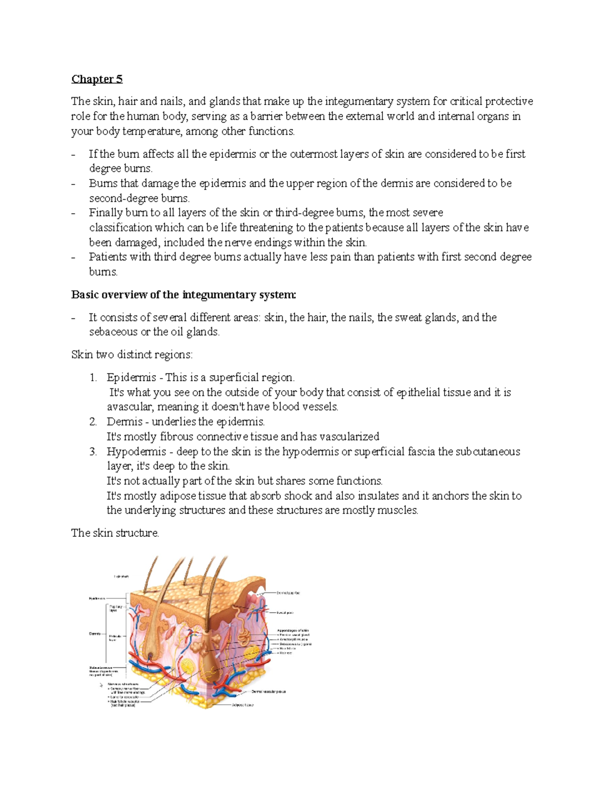 Ch 5+6 - Chapter 5 The skin, hair and nails, and glands that make up ...