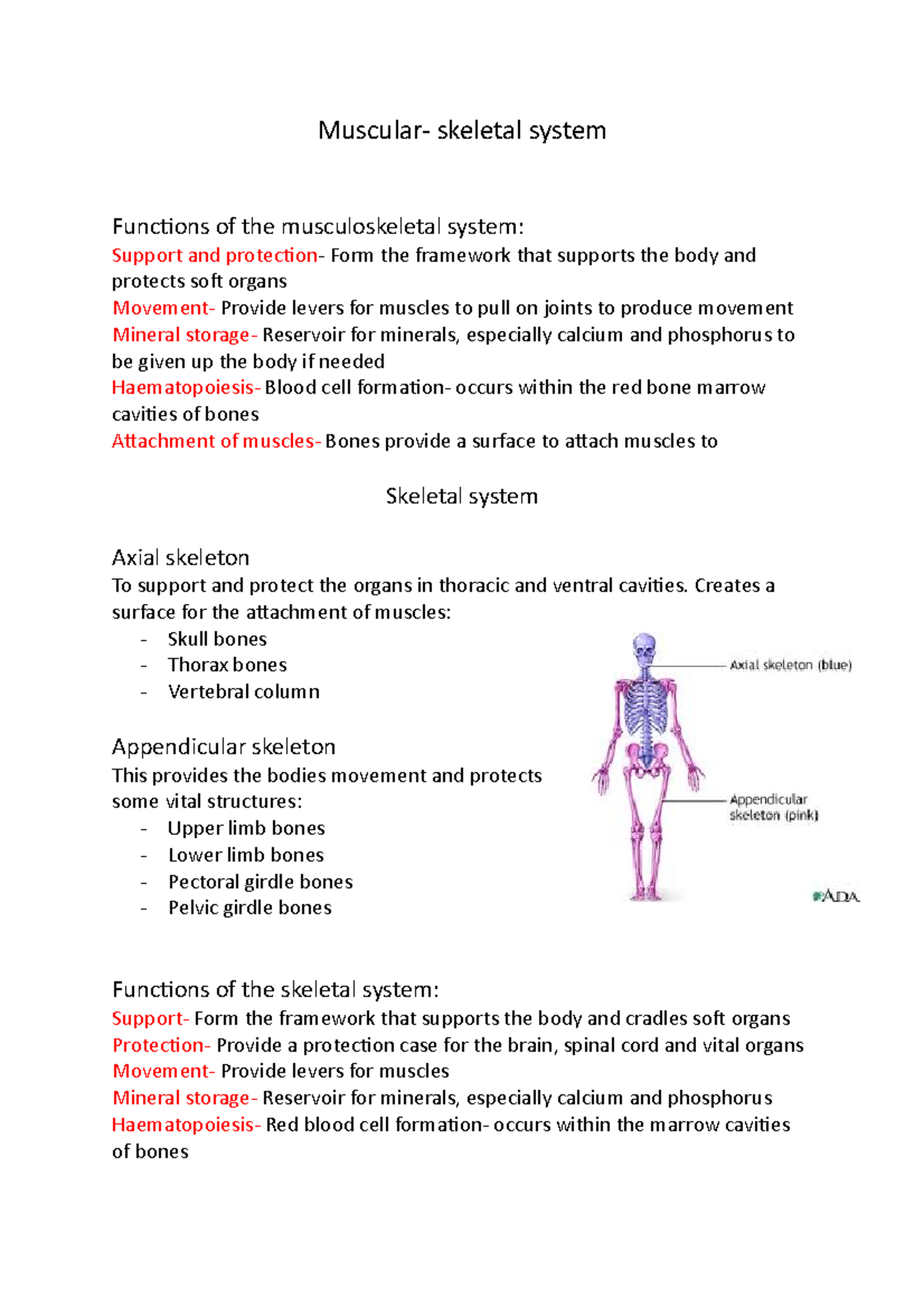 Muscular- skeletal system - Muscular- skeletal system Functions of the ...
