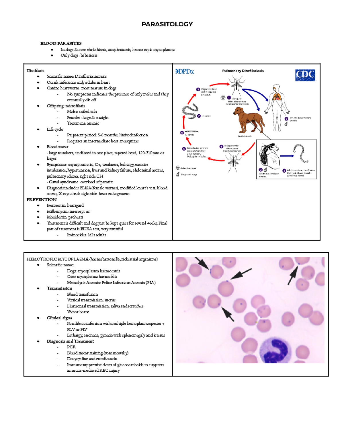 Blood parasite hotsell in dogs symptoms