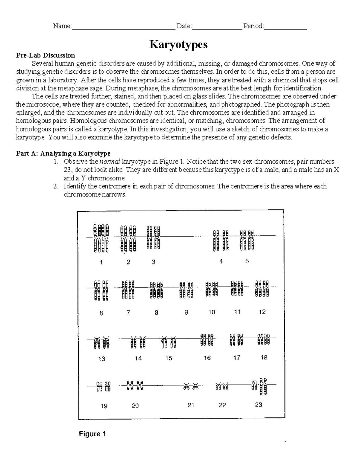 Karyotype Activity - Notes - Karyotypes Pre-Lab Discussion Several ...