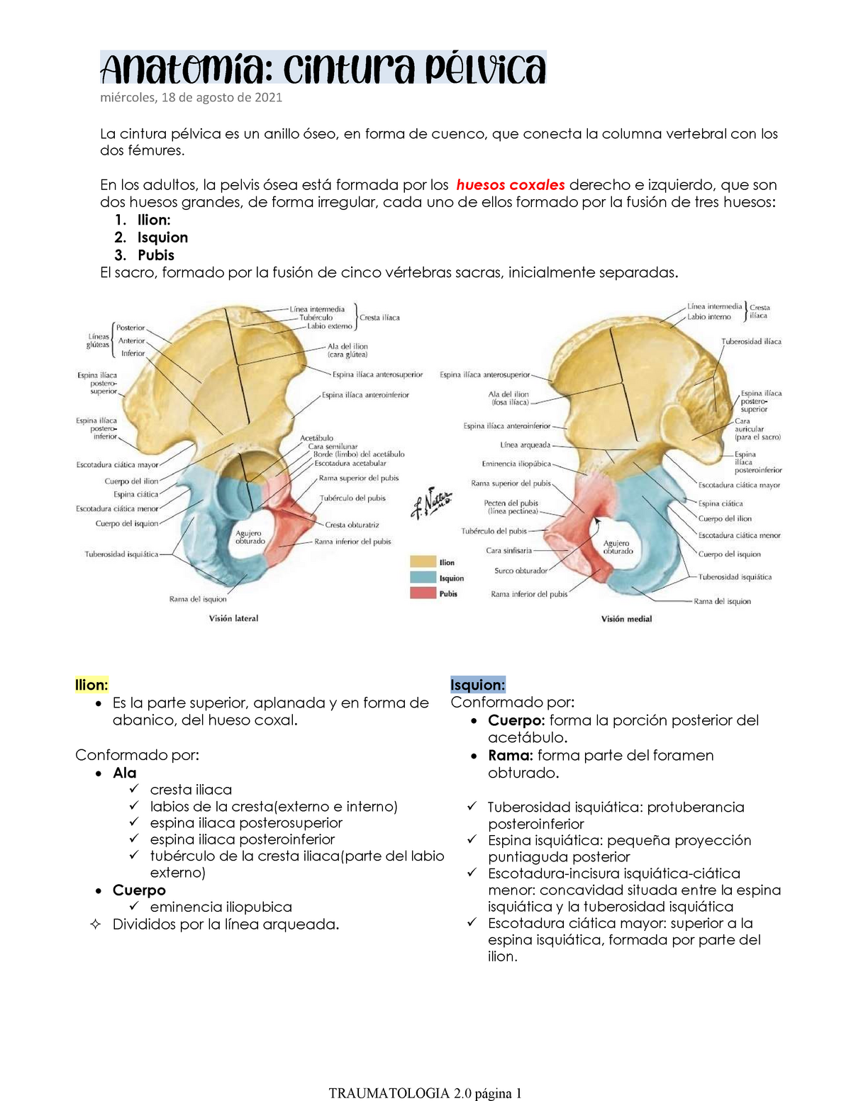 Anatomia Cintura pelvica - La cintura pélvica es un anillo óseo, en forma  de cuenco, que conecta la - Studocu