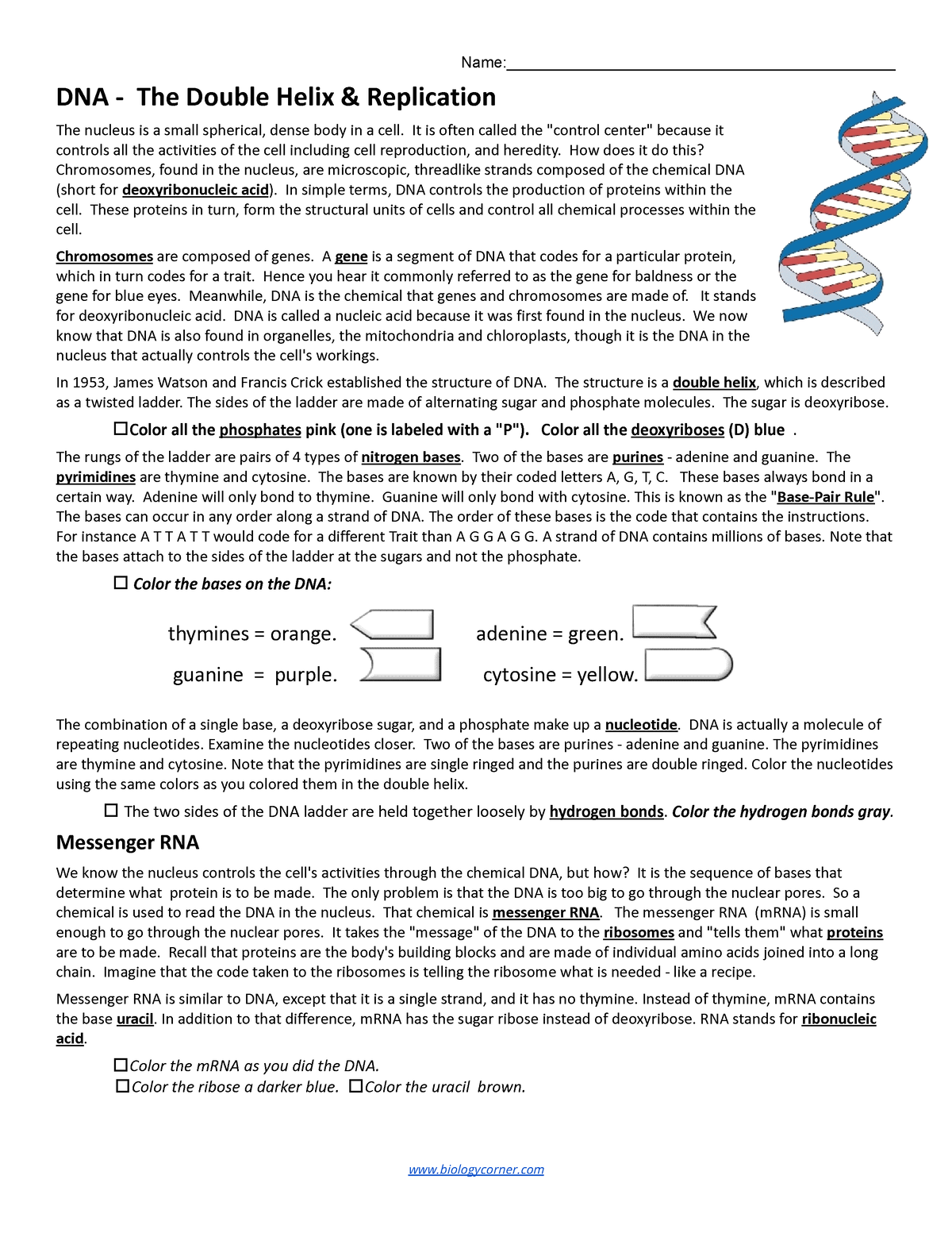 DNA and Replication Coloring - Google Docs - Name
