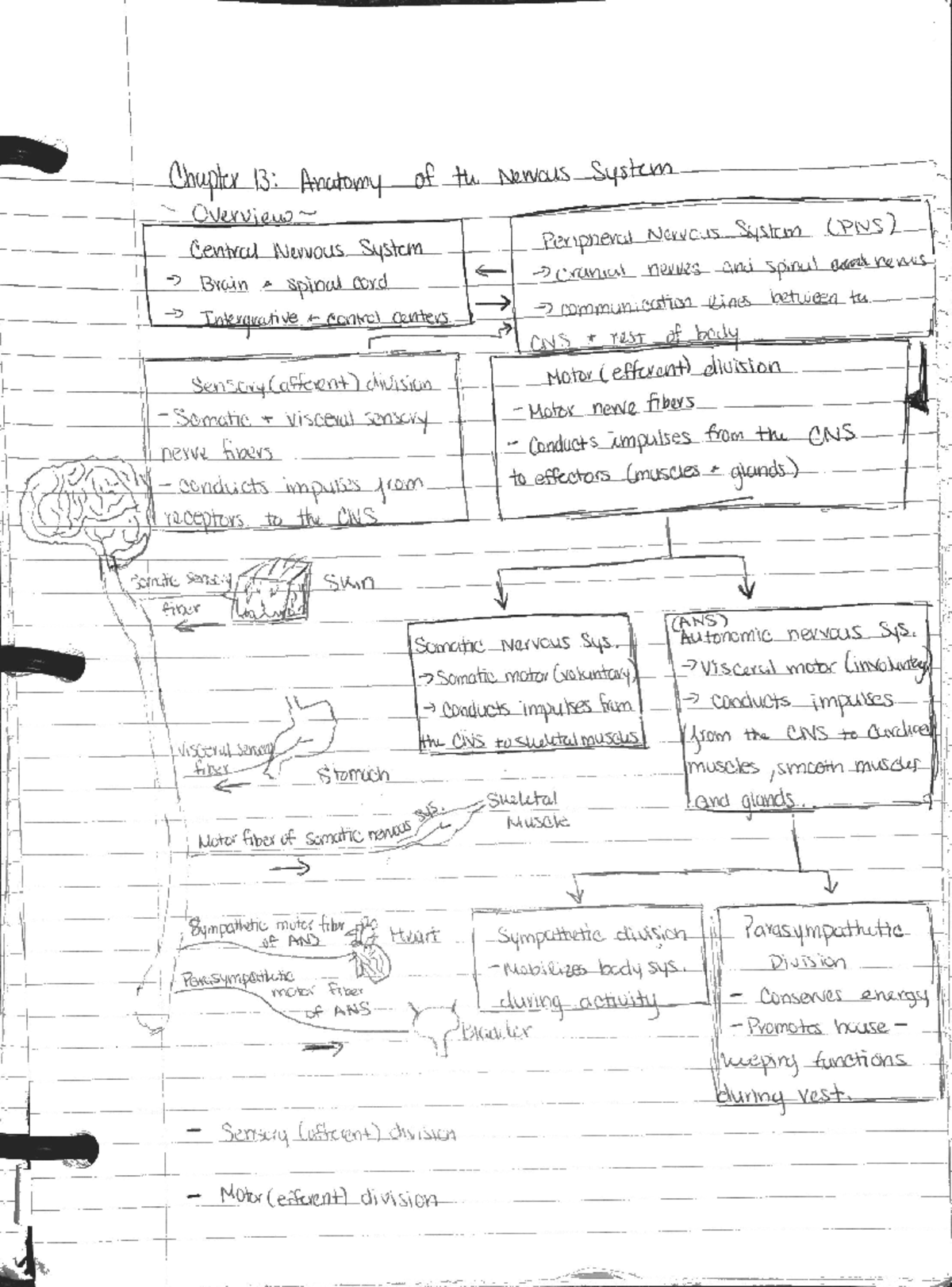 2019-12-16 16-34 - Anatomy notes - anatomy - Studocu
