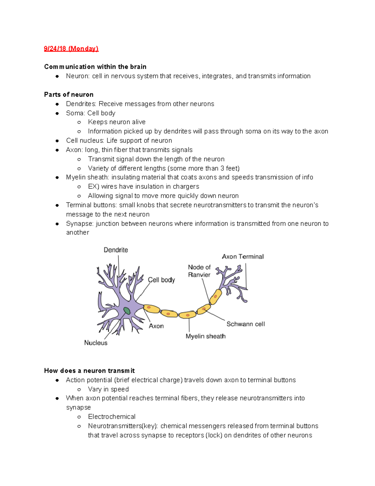 case study neurons and cell communication answer key