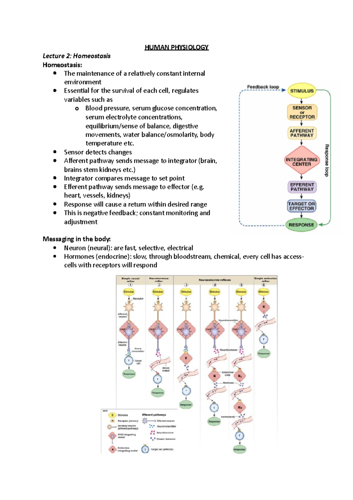 Human Physiology - Lectures 1-12 (MST 1) - HUMAN PHYSIOLOGY Lecture 2 ...