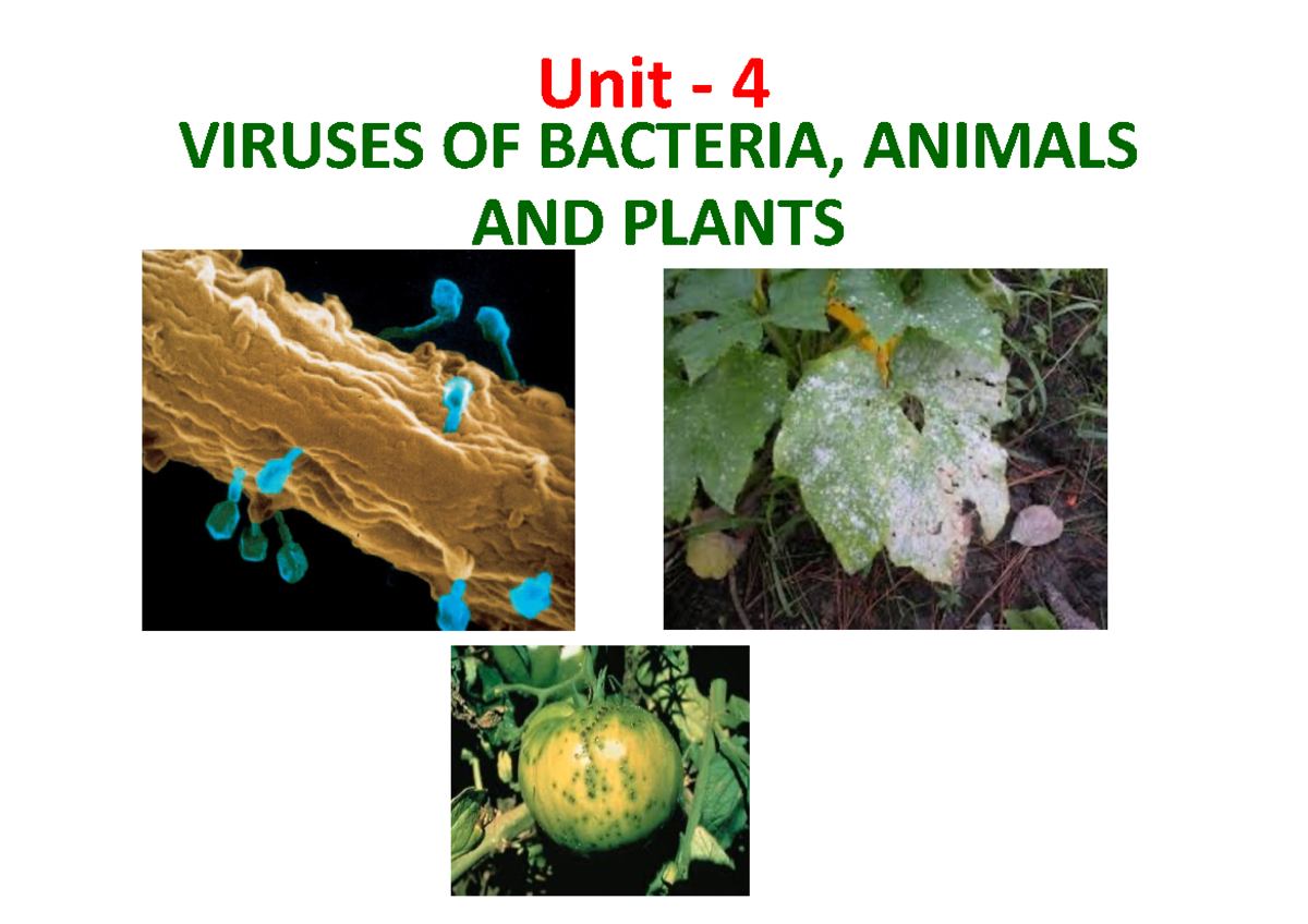 21BTC202T - Microbiology Unit 4 - Unit - 4 ####### VIRUSES OF BACTERIA ...