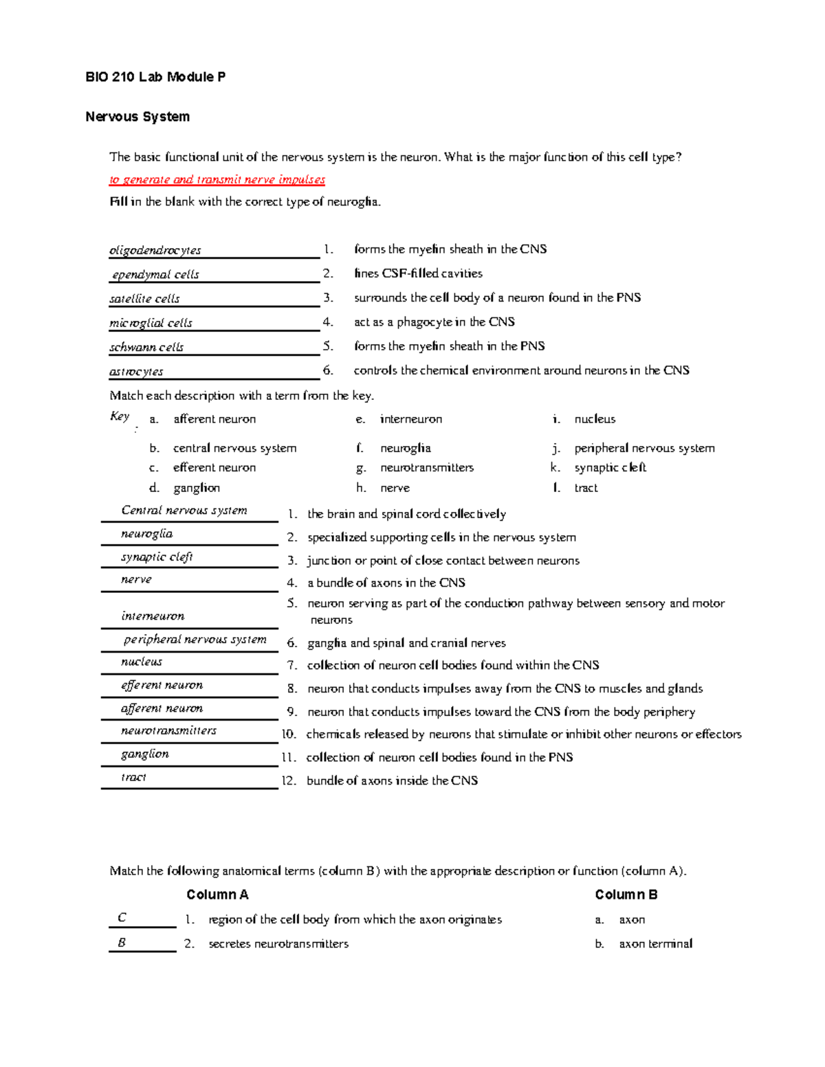 13 BIO 210 Lab 21 Exercise BIO 210 Lab Module P Nervous System The