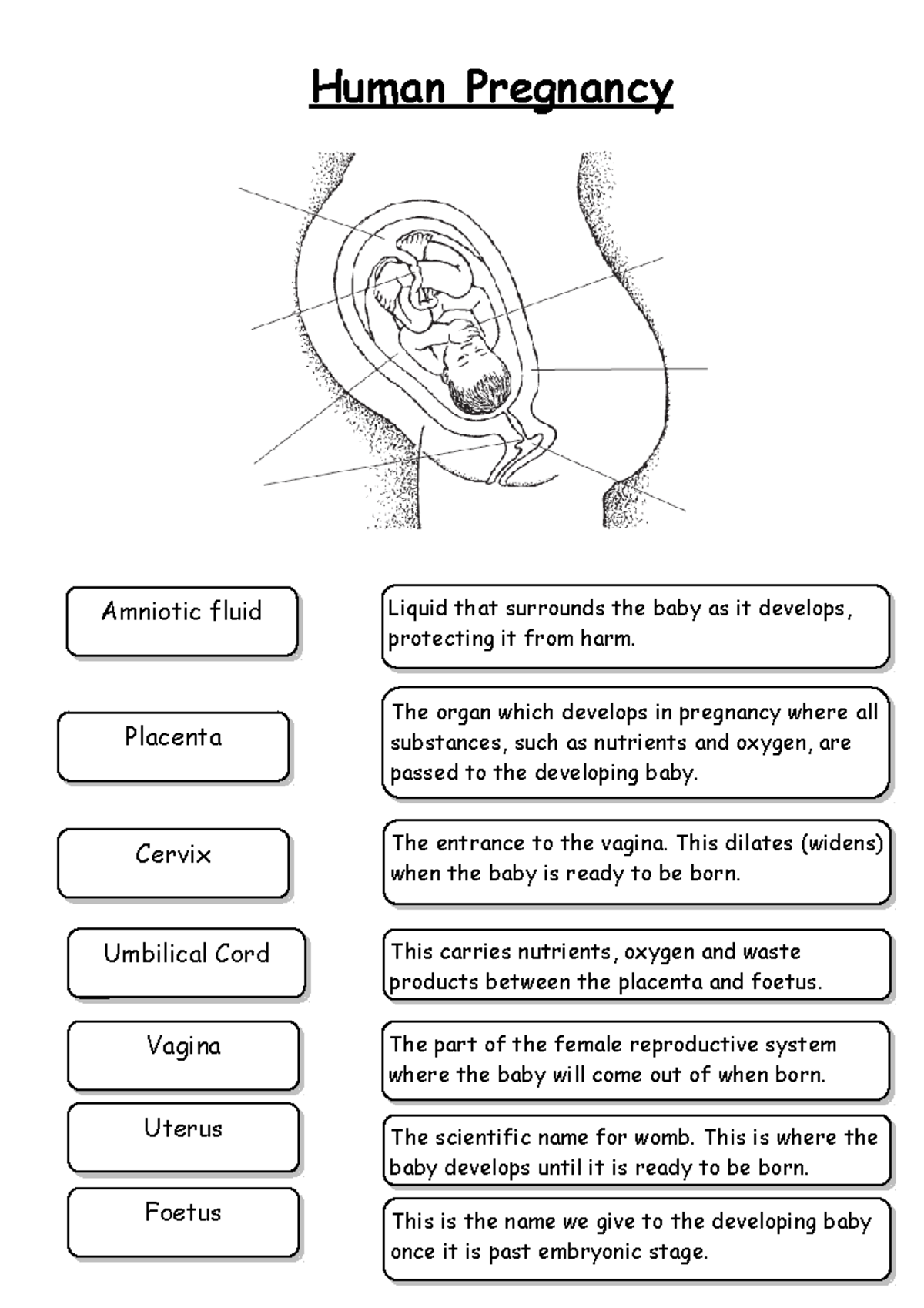 Lesson 13 Pregnancy parts - Vagina Umbilical Cord Cervix Placenta ...