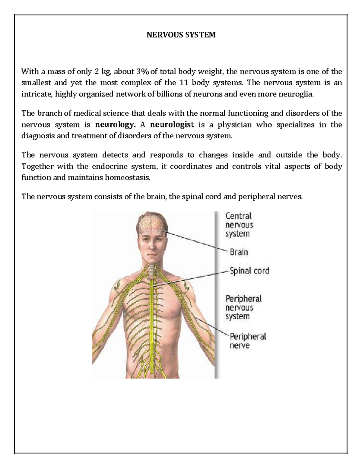 Nervous System Classification - NERVOUS SYSTEM With A Mass Of Only 2 Kg ...