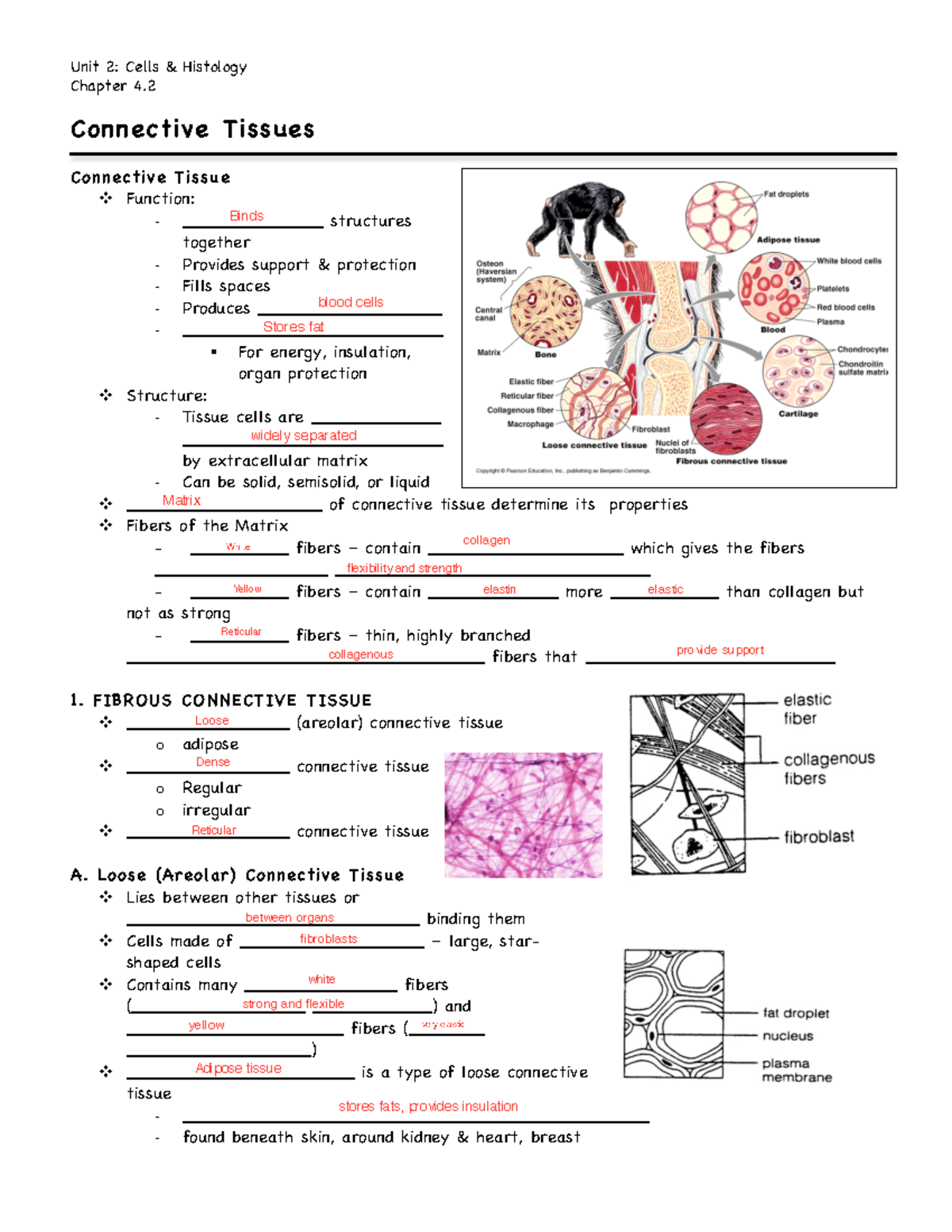 Connective Tissues - Unit 2: Cells & Histology Chapter 4. Connective ...