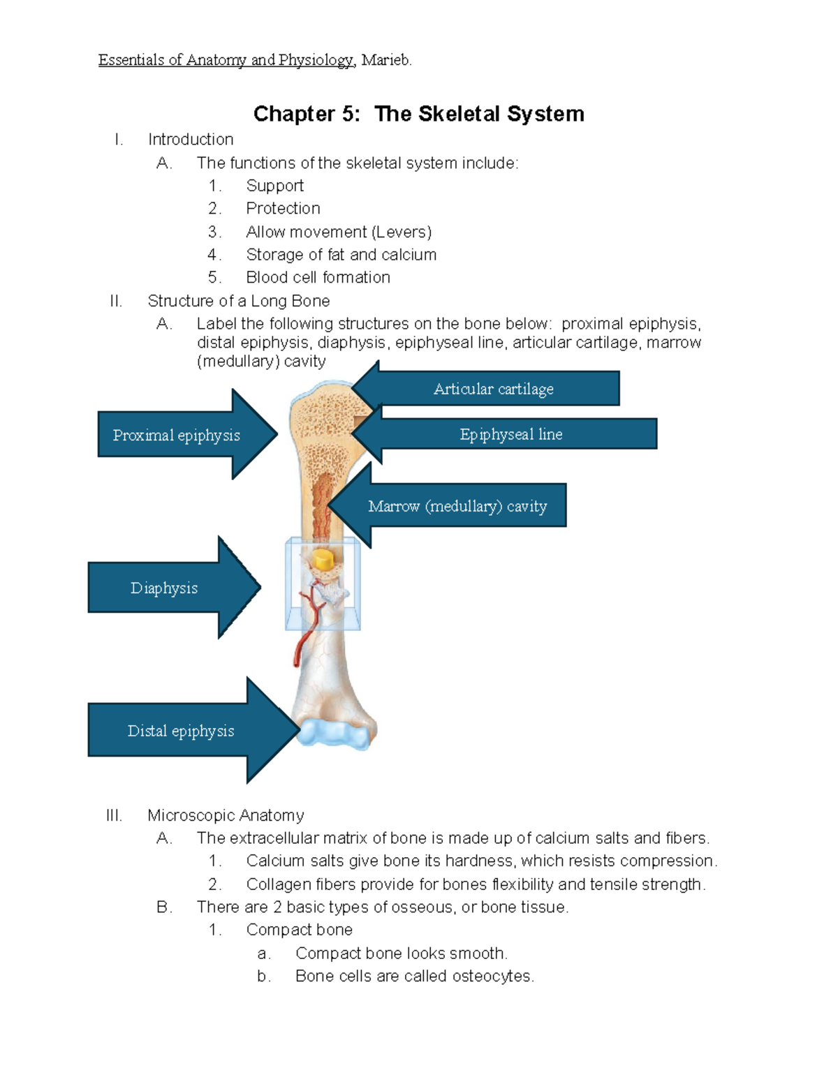 BIO+108HYB+Chapter+5+Outline copy - Essentials of Anatomy and ...