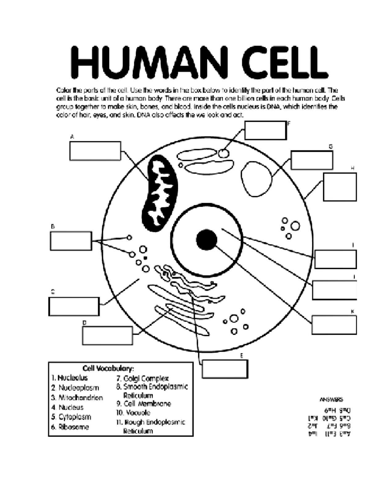 Human Cell Diagram - Work - BIOL2017 - Studocu