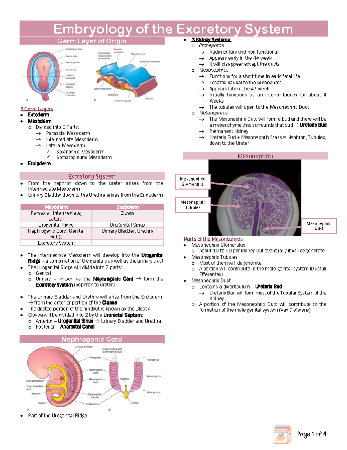1 - notes - Embryology of the Excretory System Germ Layer of Origin ...