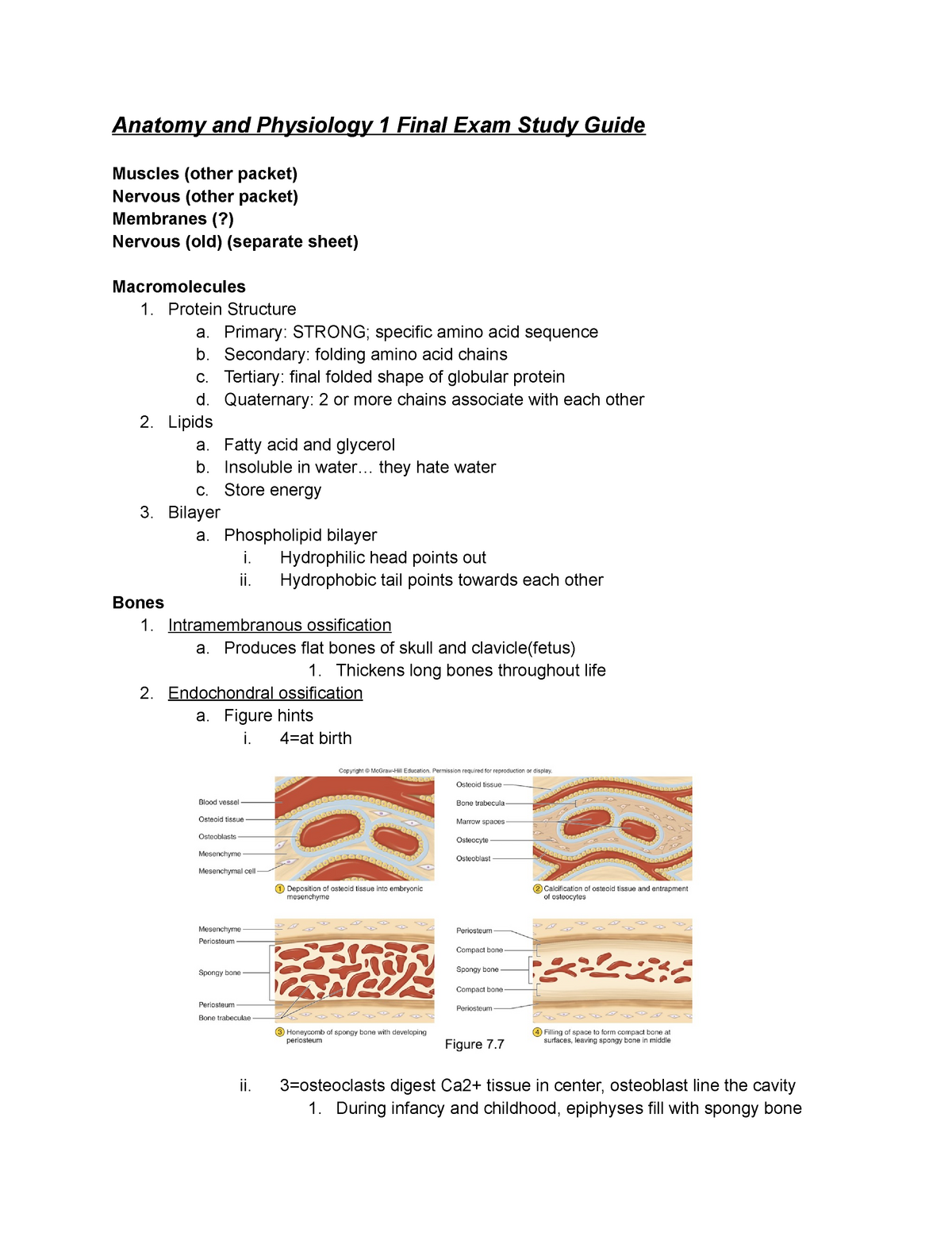 Anatomy And Physiology 1 Final Exam Study Guide Studocu