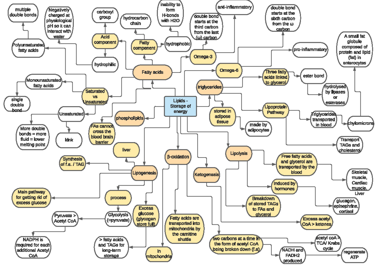 Functions of lipids - storage mindmap - Lipids - Storage of energy ...