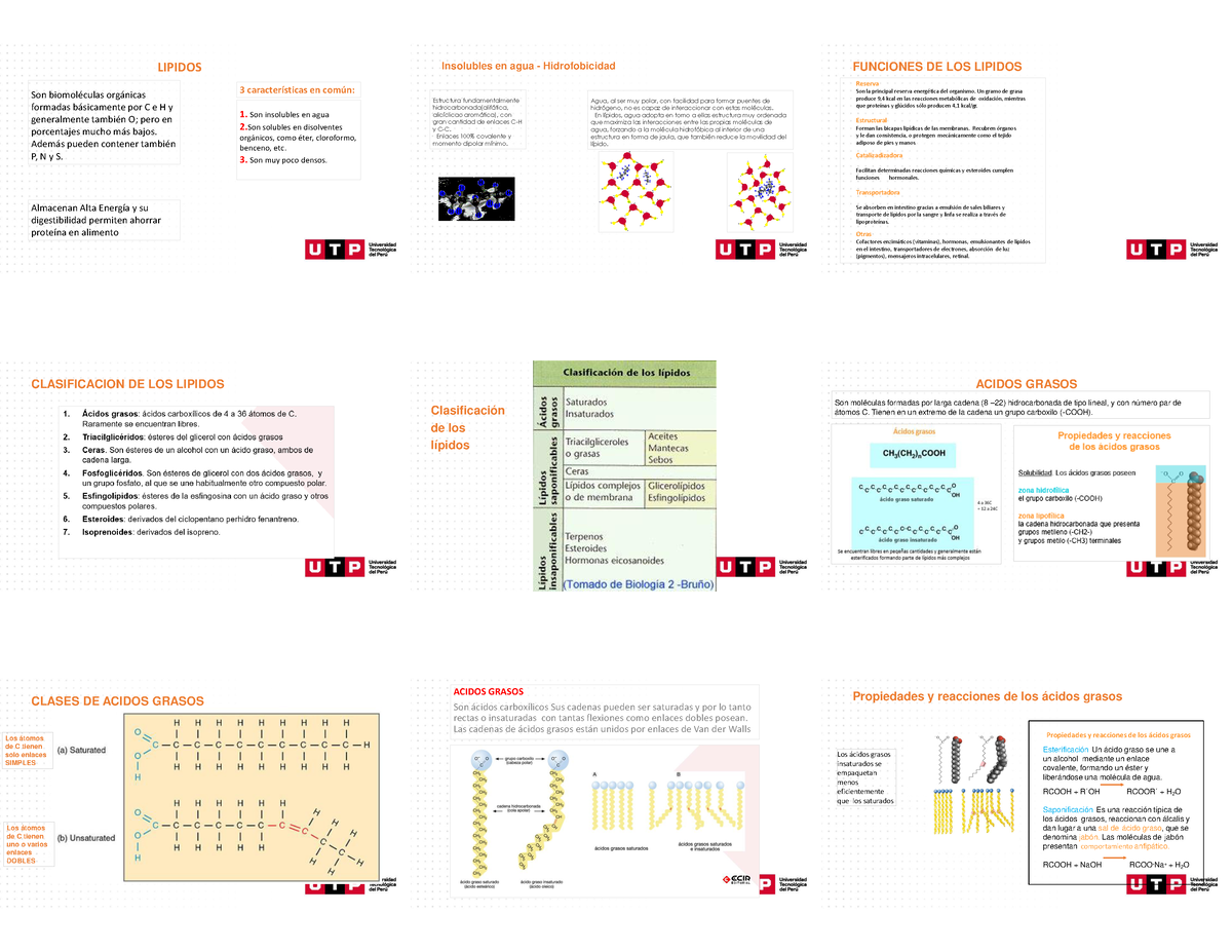 semana-3-sesion-2-lipidos-son-biomol-culas-org-nicas-formadas-b