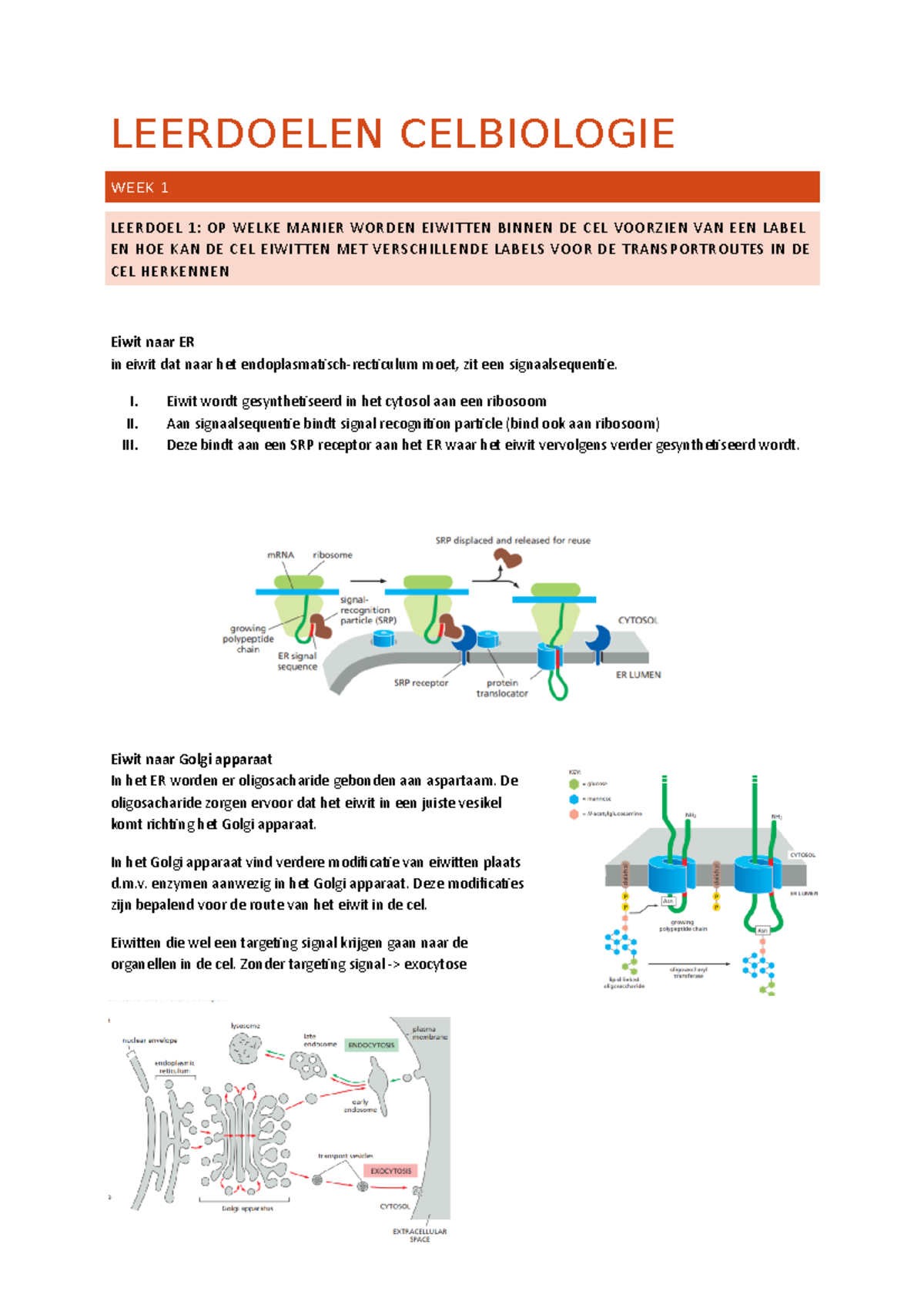 CBI Leerdoelen - LEERDOELEN CELBIOLOGIE WEEK 1 LEERDOEL 1: OP WELKE ...