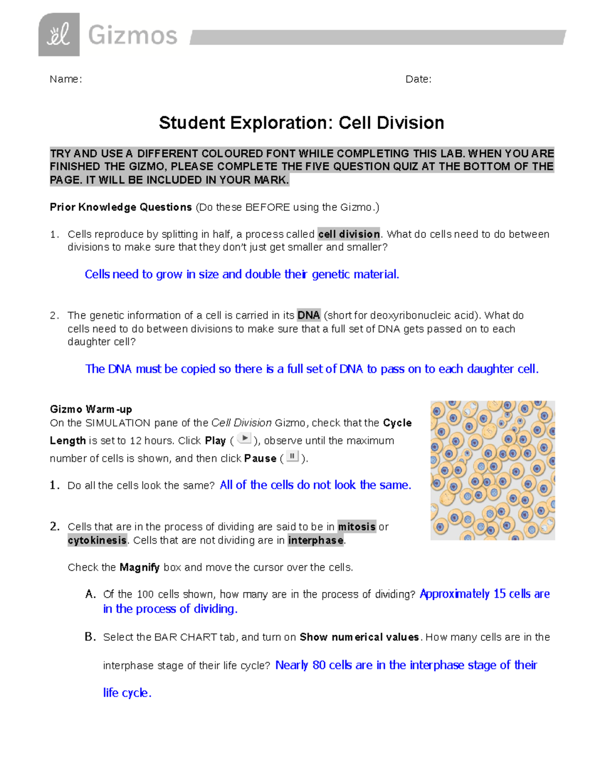 Cell Division Gizmo Lab Name Date Student Exploration Cell