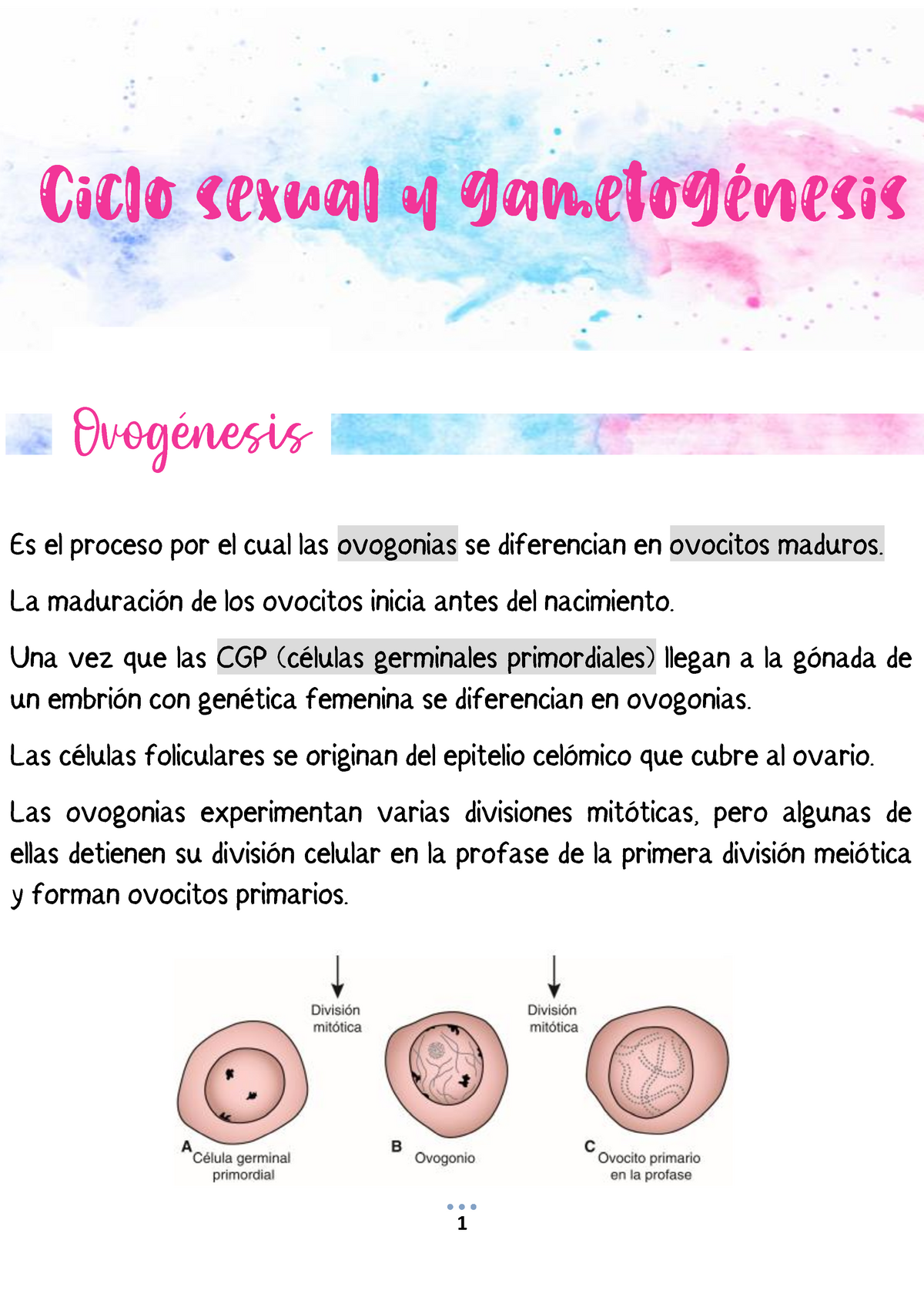 Ciclo Sexual Y Gametogénesis Es El Proceso Por El Cual Las Ovogonias