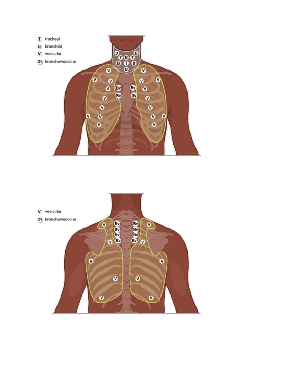 Bvassesspts - assessment points for respiratory - NUR 102 - Studocu