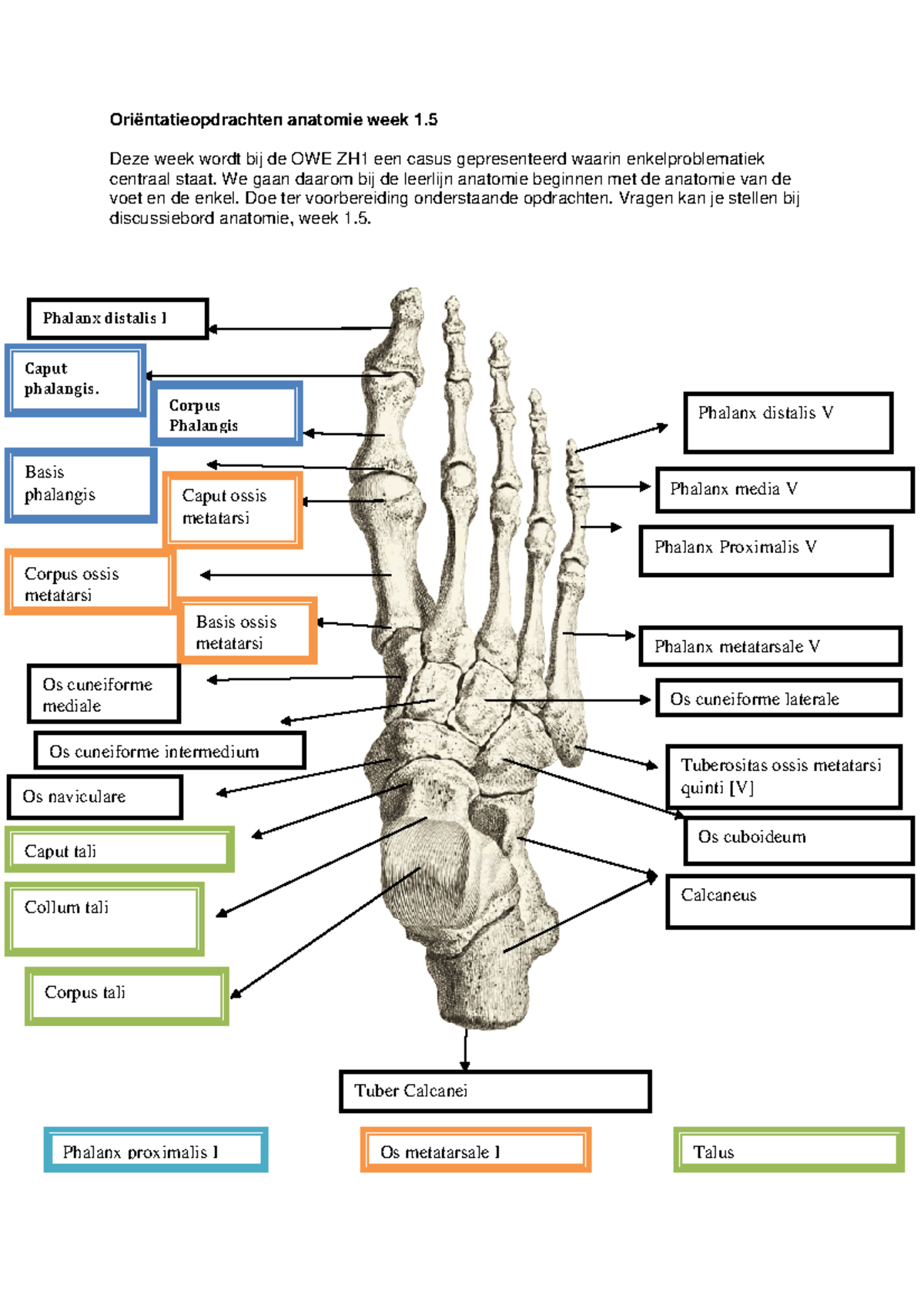 Verplichte opgaven, oriëntatieopdracht anatomie week 1.5 Oriëntatieopdrachten anatomie week 1