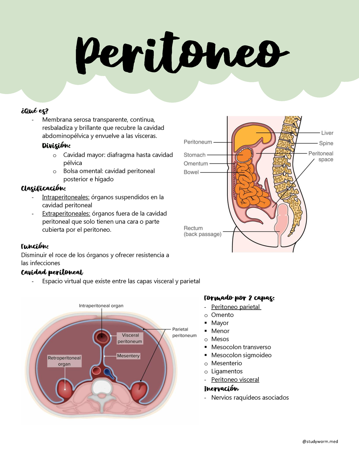 peritoneo visceral vs peritoneo parietal