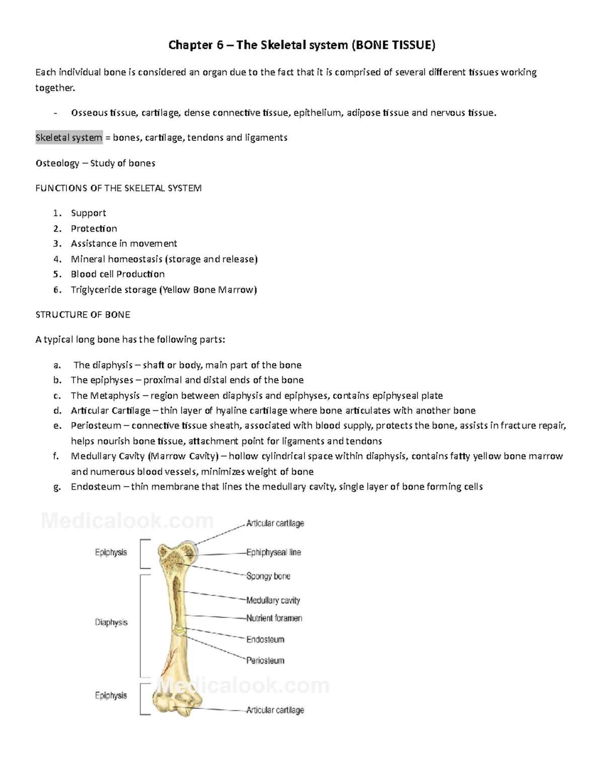 Bio235 Typed Notes Chapter 6 - Chapter 6 – The Skeletal system (BONE ...