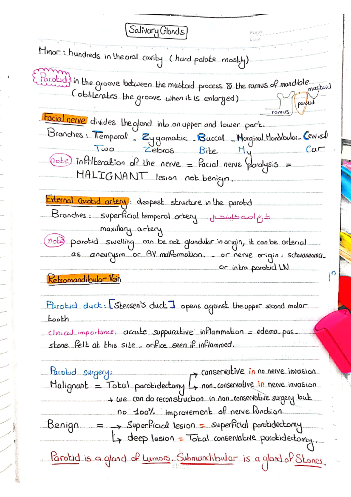 تفريغ salivary glands - Anatomy - Anatomy, Embeyology, Arthology ...