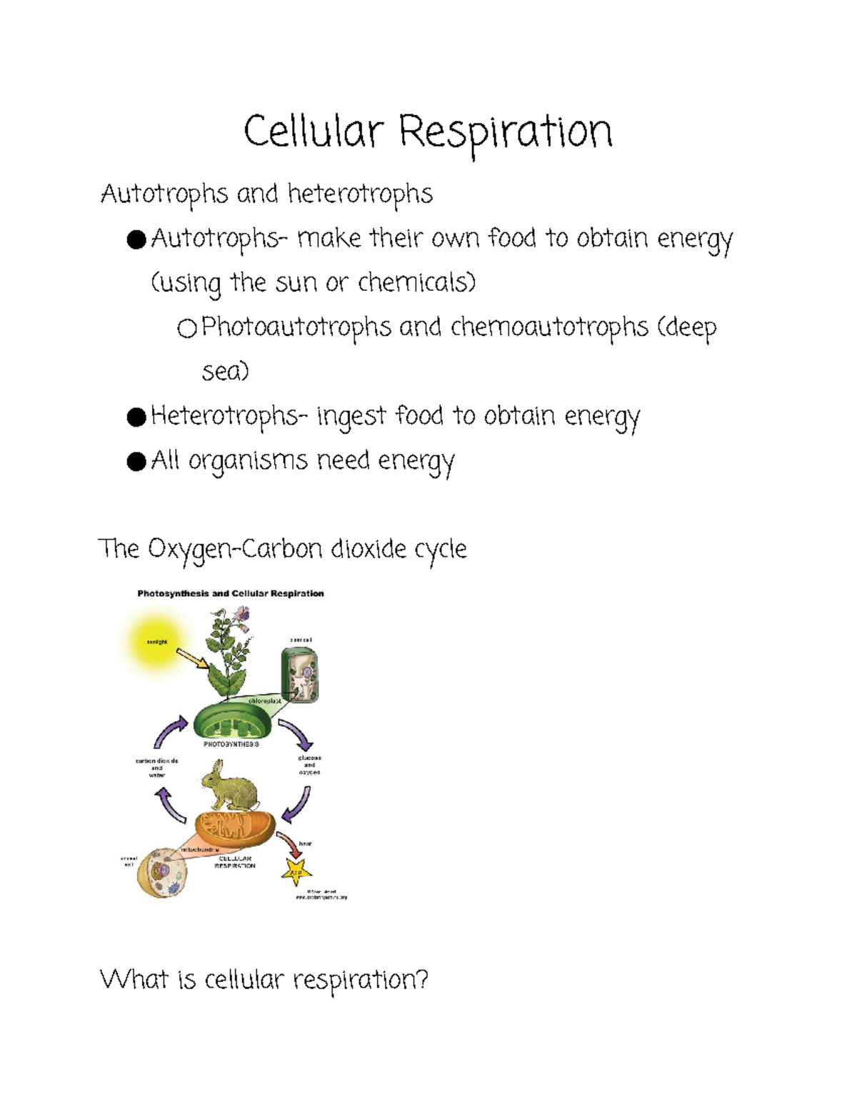 Cellular Respiration - Uni 1 - Cellular Respiration Autotrophs And ...