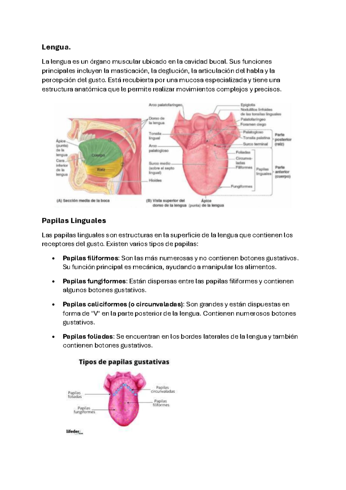 Lengua - La lengua es un órgano muscular ubicado en la cavidad bucal ...