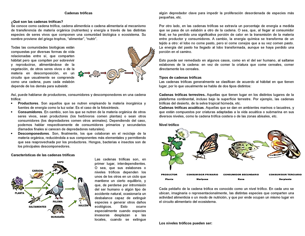 2023 - Cadenas Tróficas - Ambiental 7 - Cadenas Tróficas ¿Qué Son Las ...