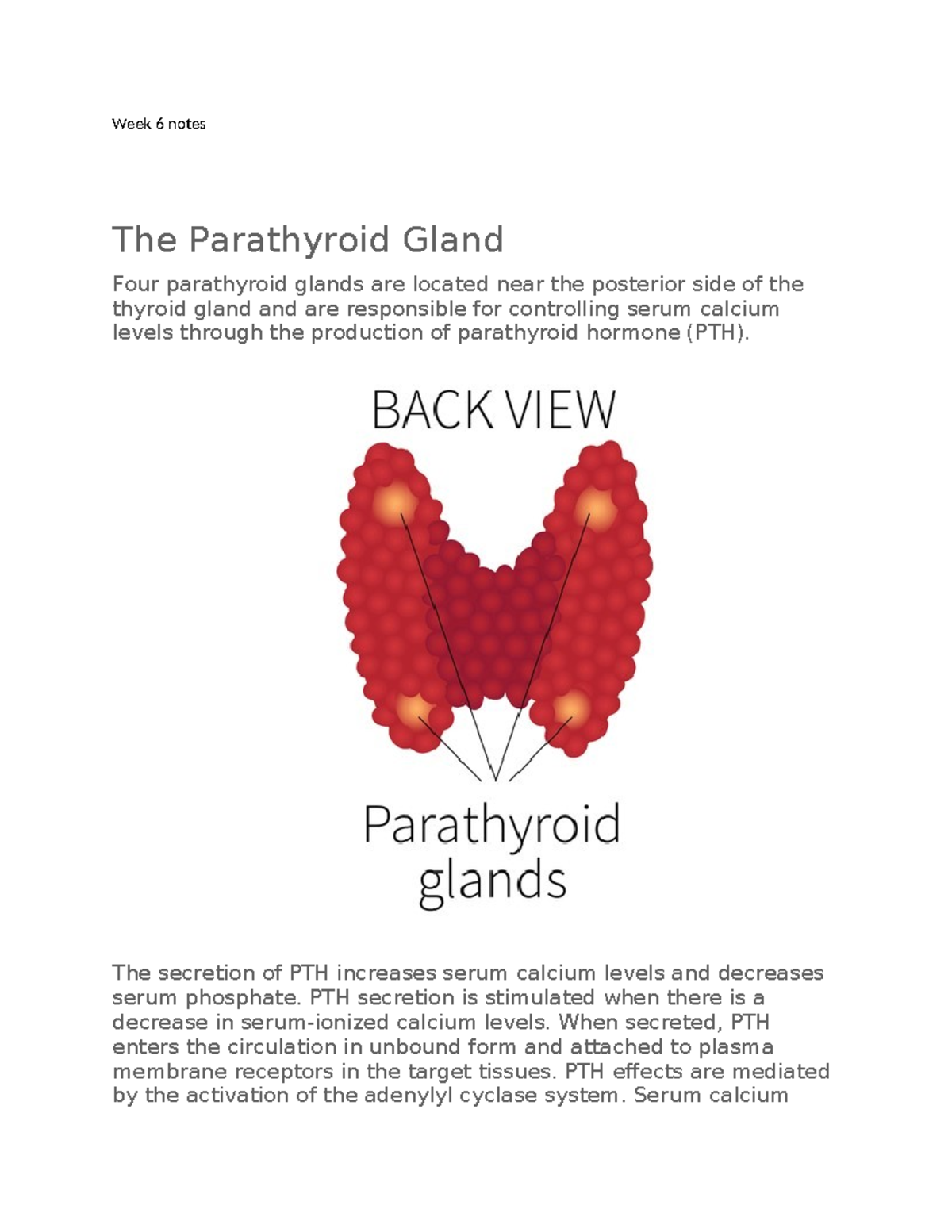 Week 6 notes - Week 6 notes The Parathyroid Gland Four parathyroid ...