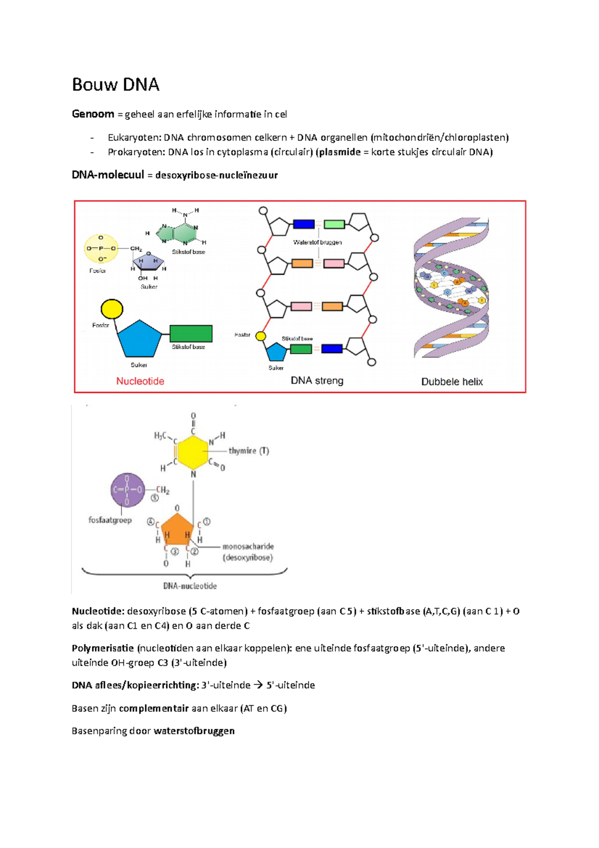 Samenvatting DNA En Enzymen - Bouw DNA Genoom = Geheel Aan Erfelijke ...