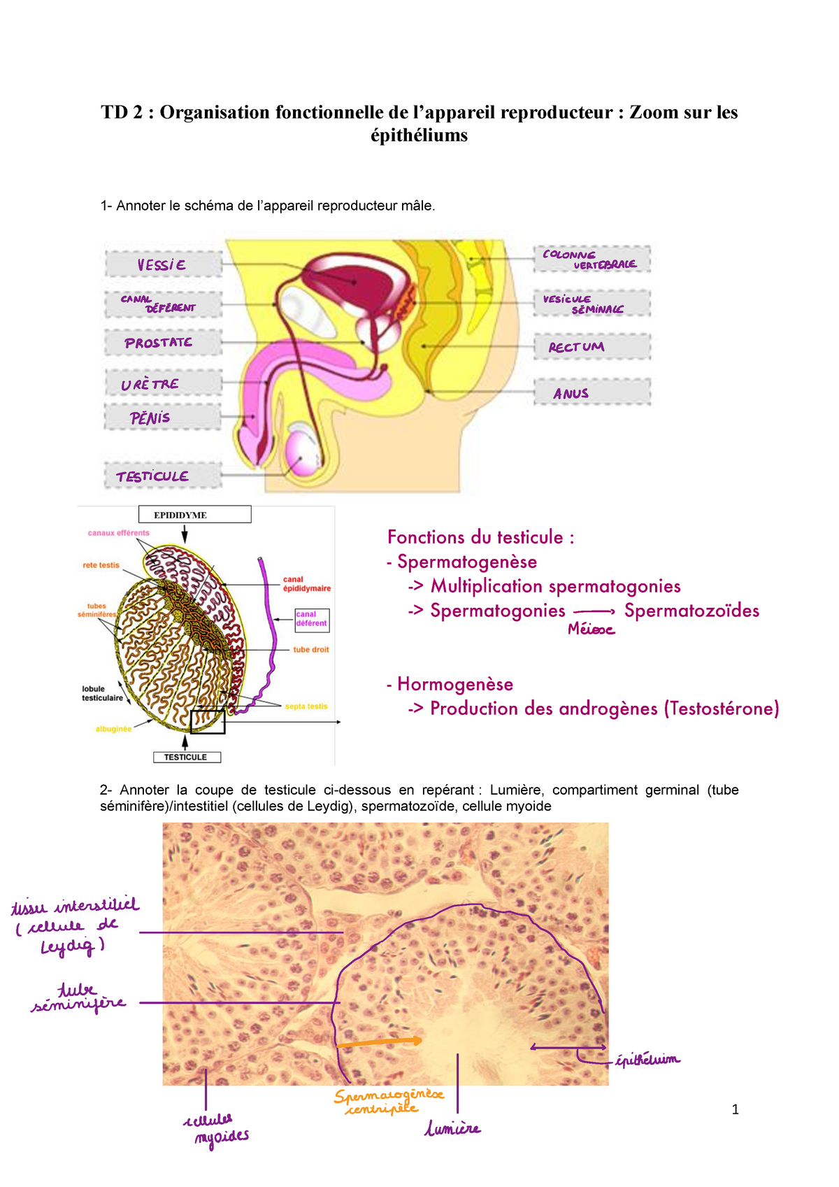 Td2 Organisation Fonctionnelle De Lappareil Reproducteur 1 Td 2 Organisation Fonctionnelle 