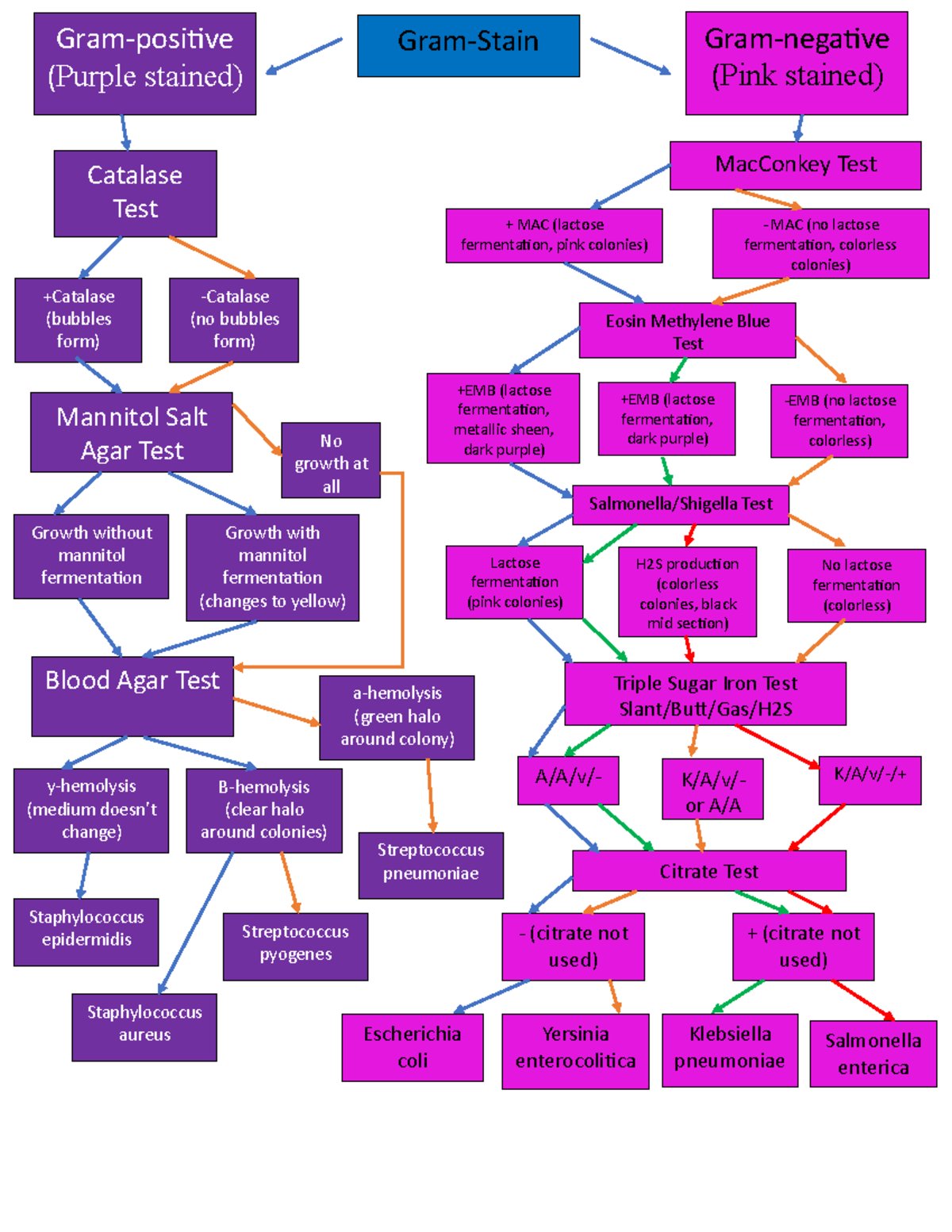 Flow Chart Microbio At University South Florida Gram Negative Pink Stained Gram Positive 5242