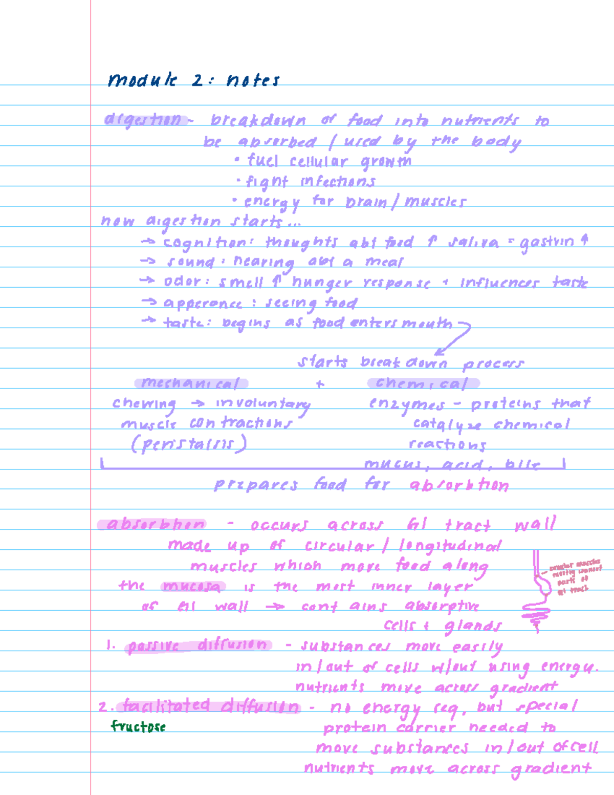 Nutrition mod 2 notes - module 2 notes digestion breakdown of food into ...