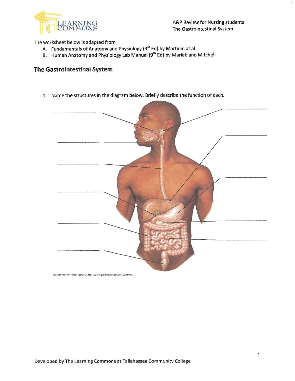 homework on digestive system