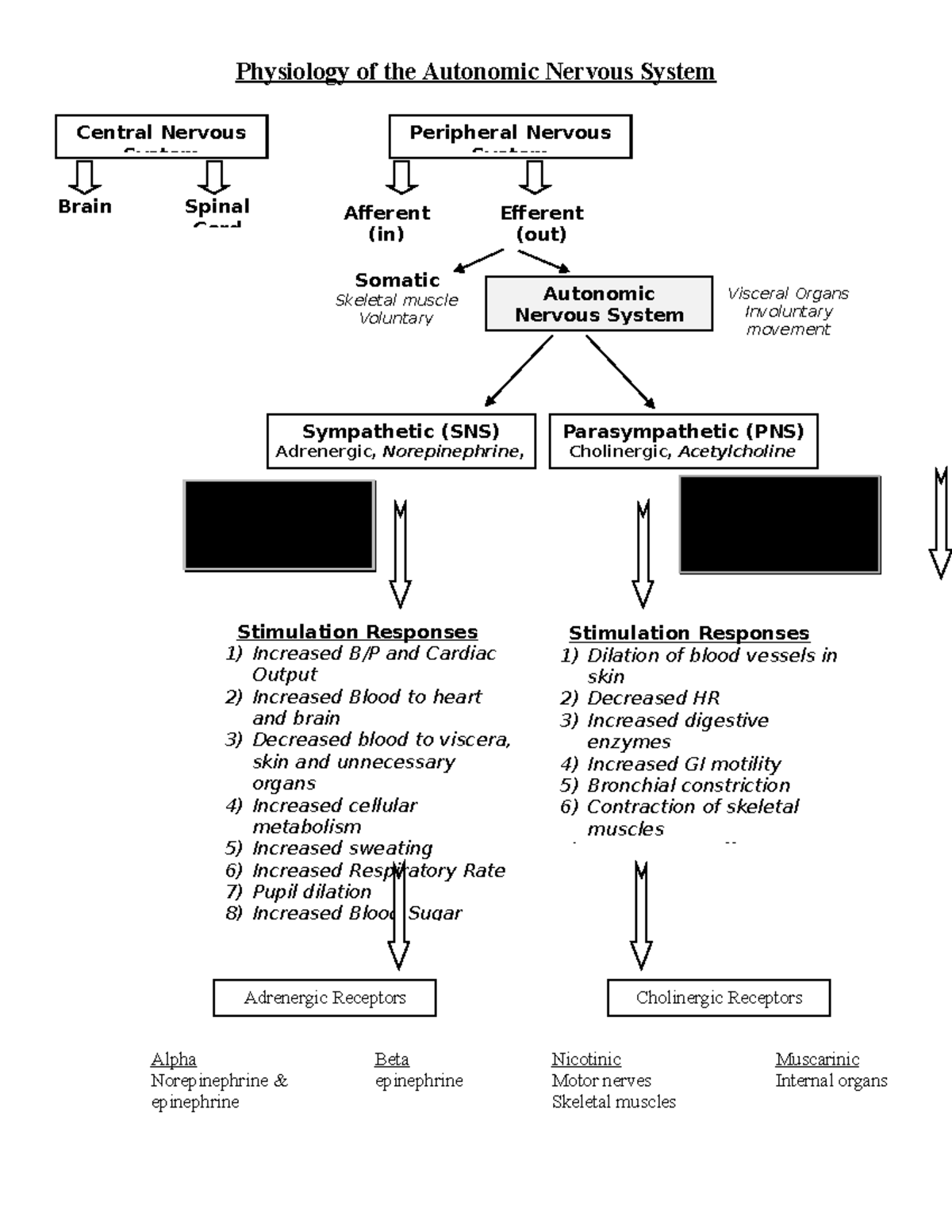 ANS AP Review Lecture Notes - Physiology of the Autonomic Nervous ...