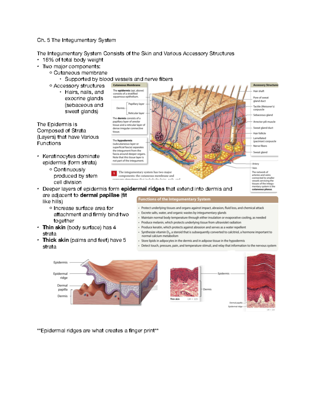 Ch. 5 Integumentary System - Ch. 5 The Integumentary System The ...