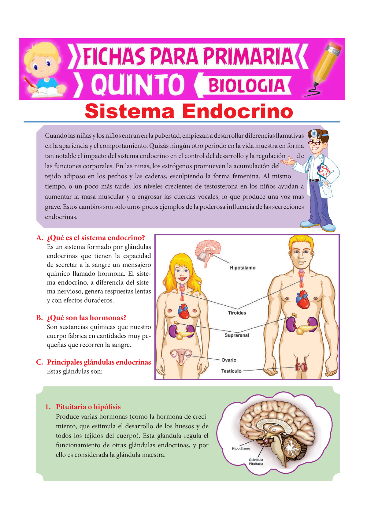 Sistema Endocrino Para Quinto De Primaria Cuando Las Niñas Y Los Niños Entran En La Pubertad 6109