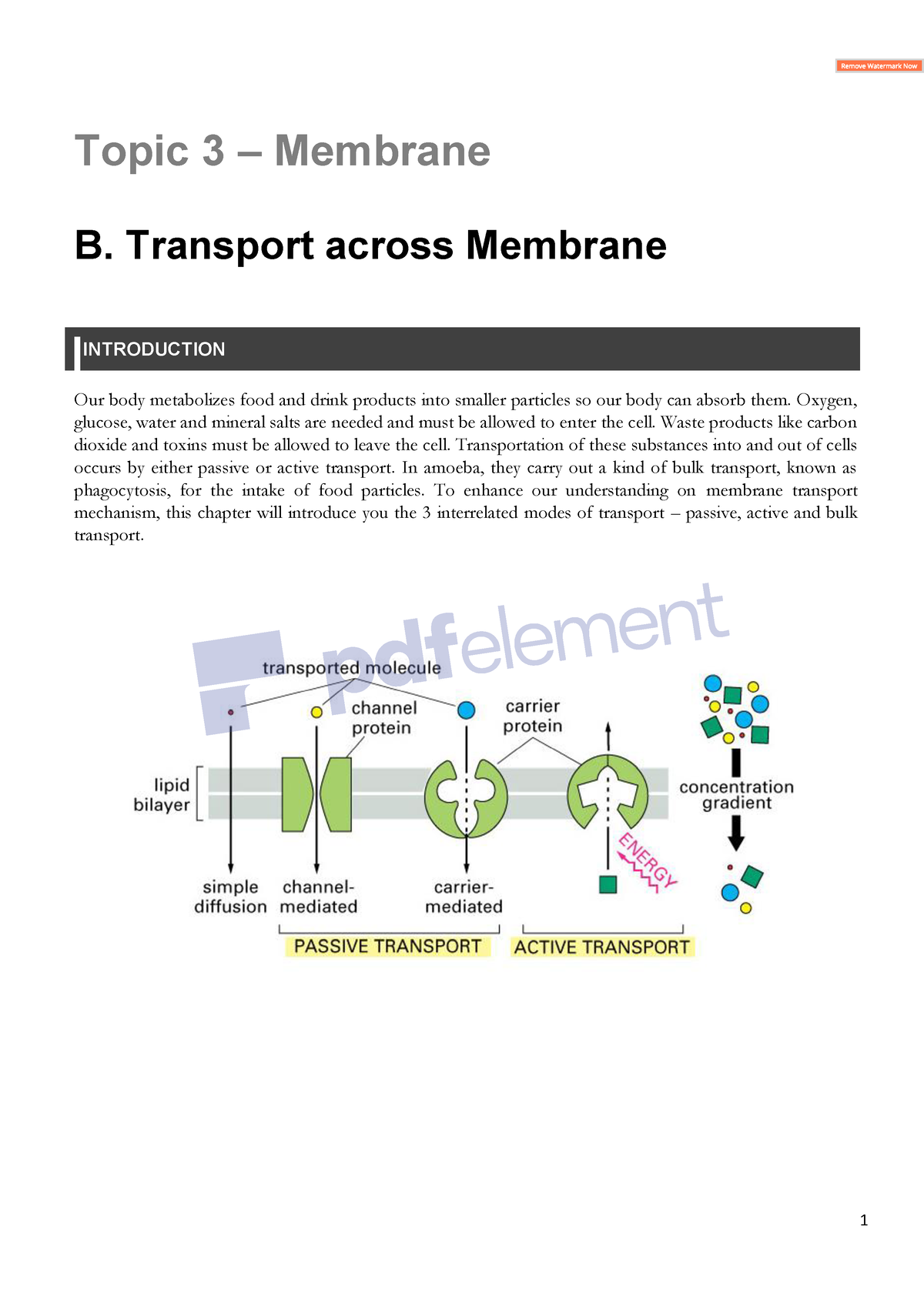 Cell Biology Lecture 5 (Membrane) - Topic 3 – Membrane B. Transport ...