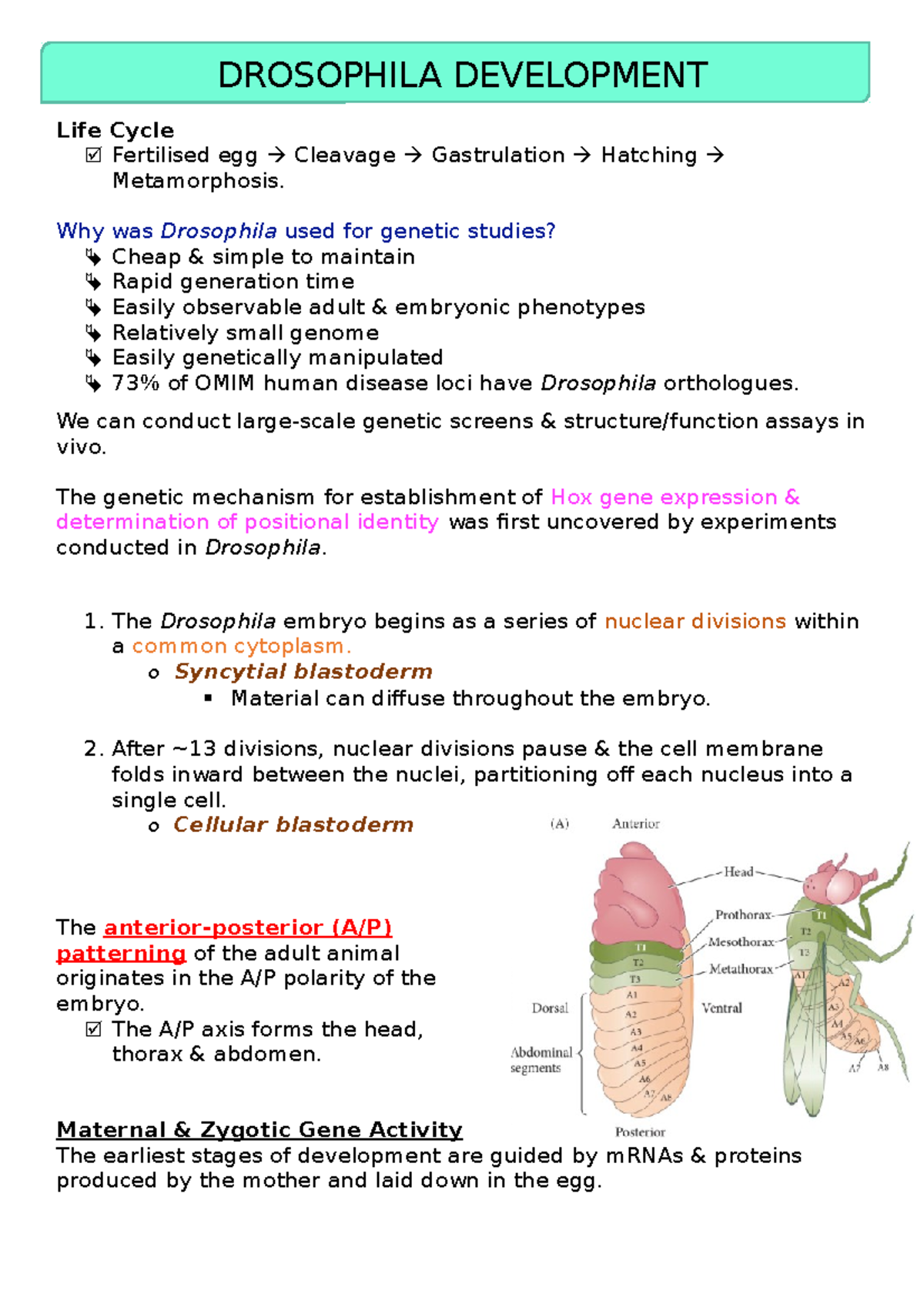 Drosophila Development - DROSOPHILA DEVELOPMENT Life Cycle R Fertilised ...
