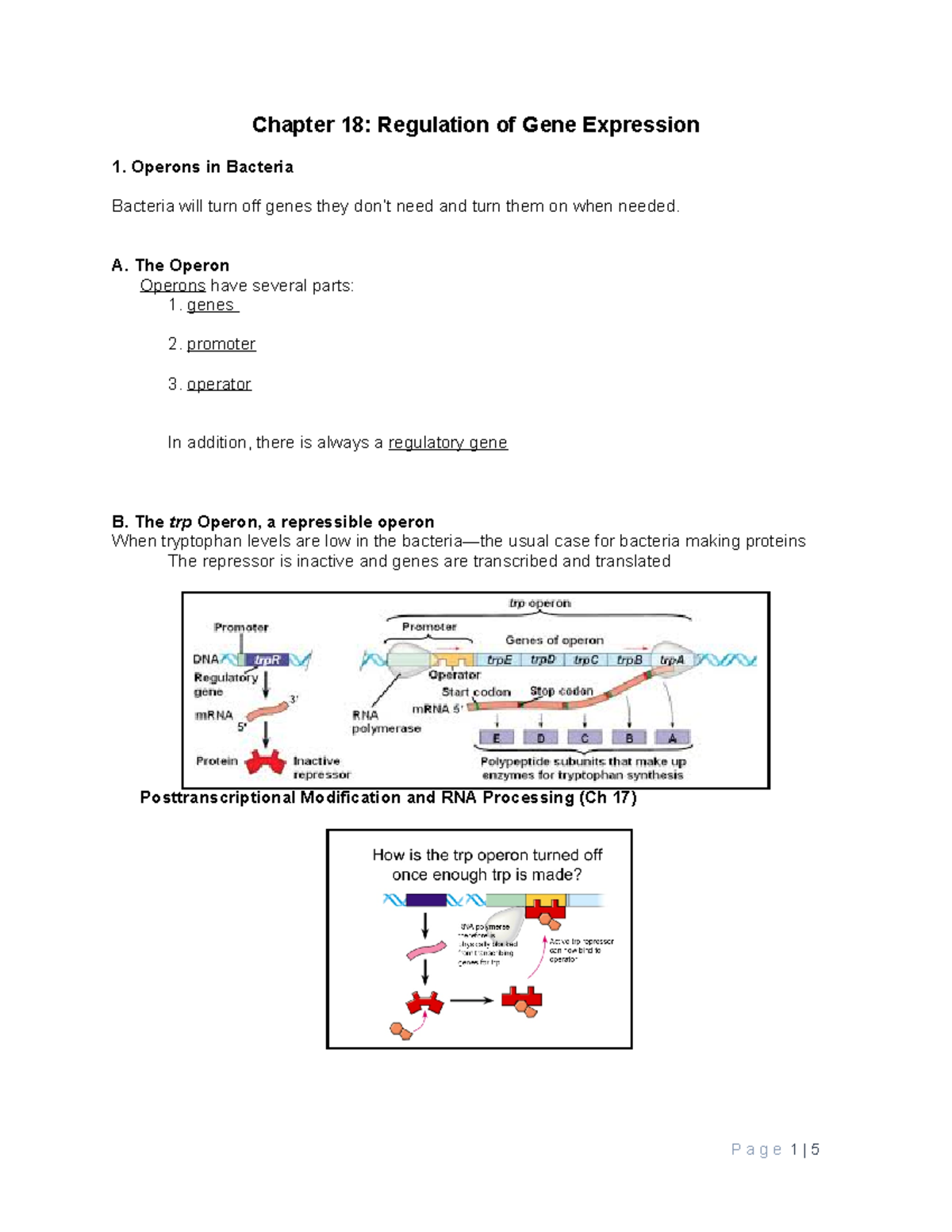 Ch 18 Notes & HW - Summer 2016 - Chapter 18: Regulation Of Gene ...