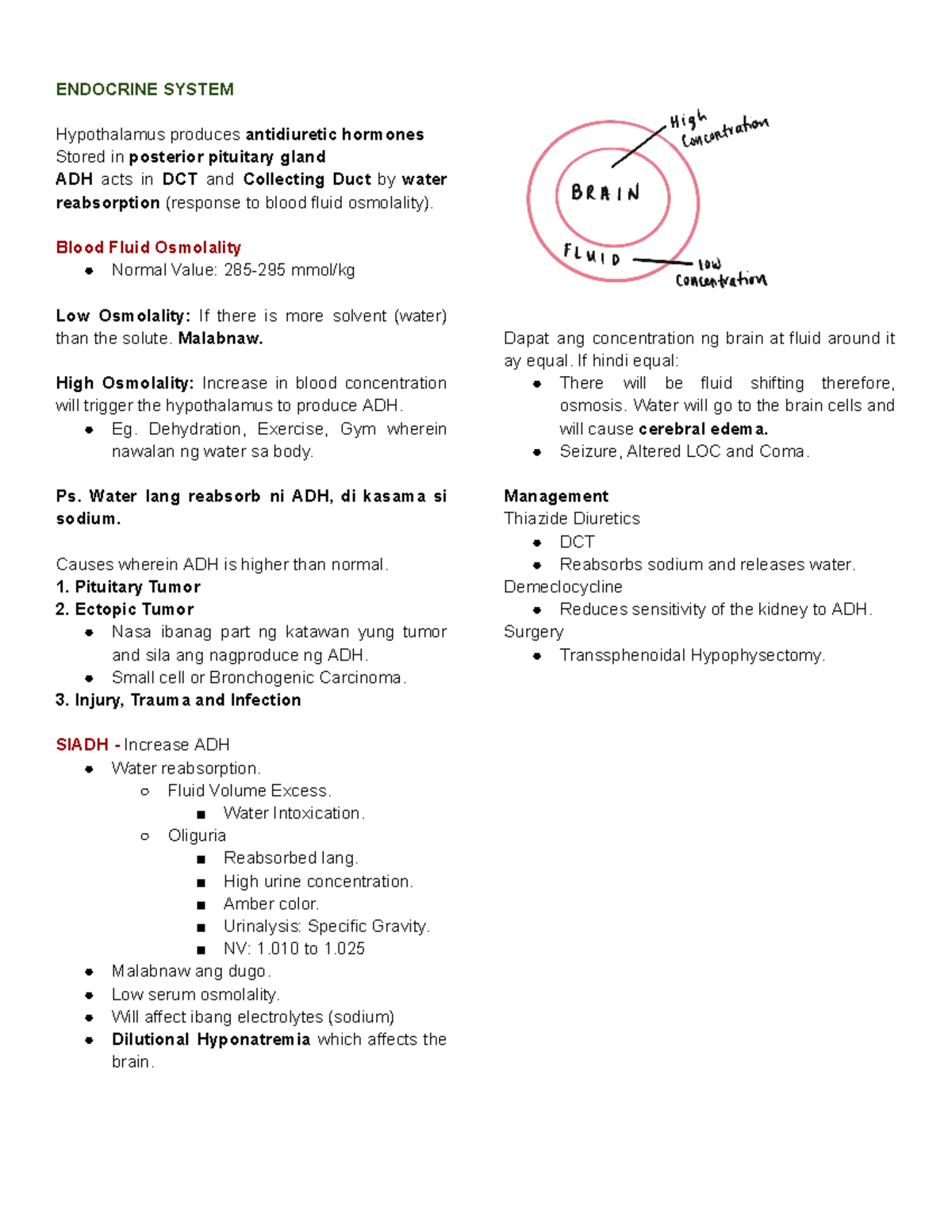 MSEndocrineSystem reviewer ENDOCRINE SYSTEM Hypothalamus produces