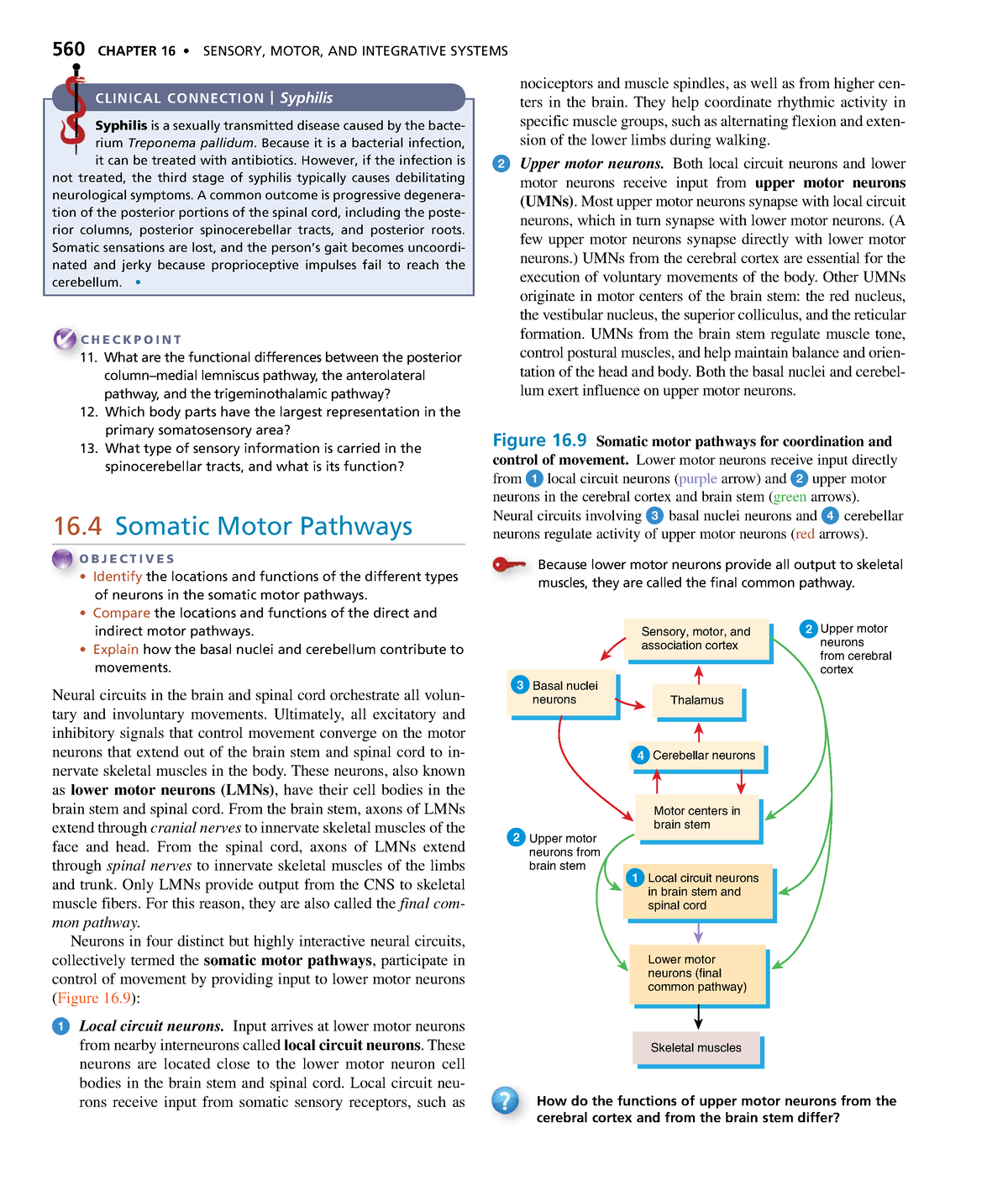 Anatomyand Physiology-198 - 560 CHAPTER 16 • SENSORY, MOTOR, AND ...