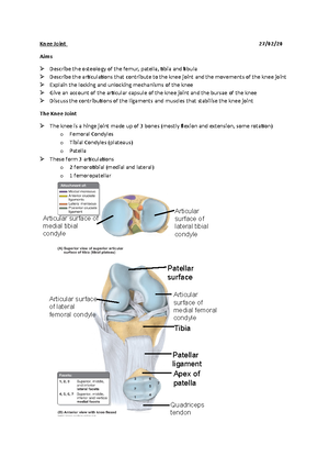 Lower Limb Lecture 1 160120 - Lower Limb Lecture 1 16/01/ Limb ...